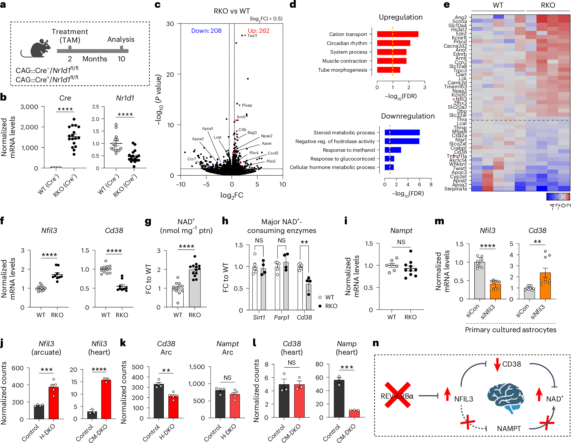 概日時計タンパク質が脳の老化と神経変性疾患に関連(Circadian clock protein linked to brain aging, neurodegenerative disease)