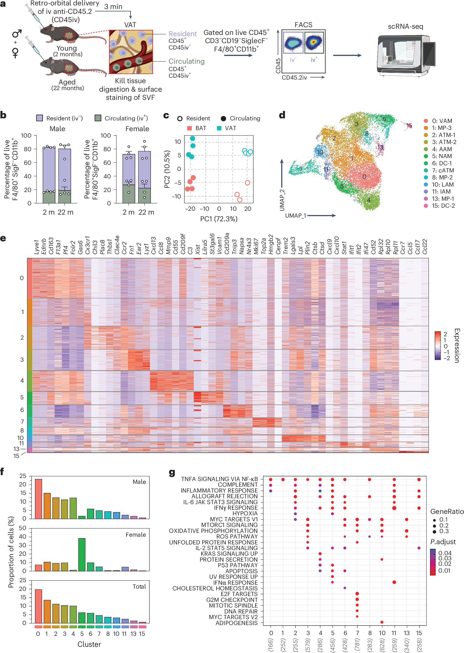 Fig. 1: Transcriptional landscape of resident adipose tissue macrophages.