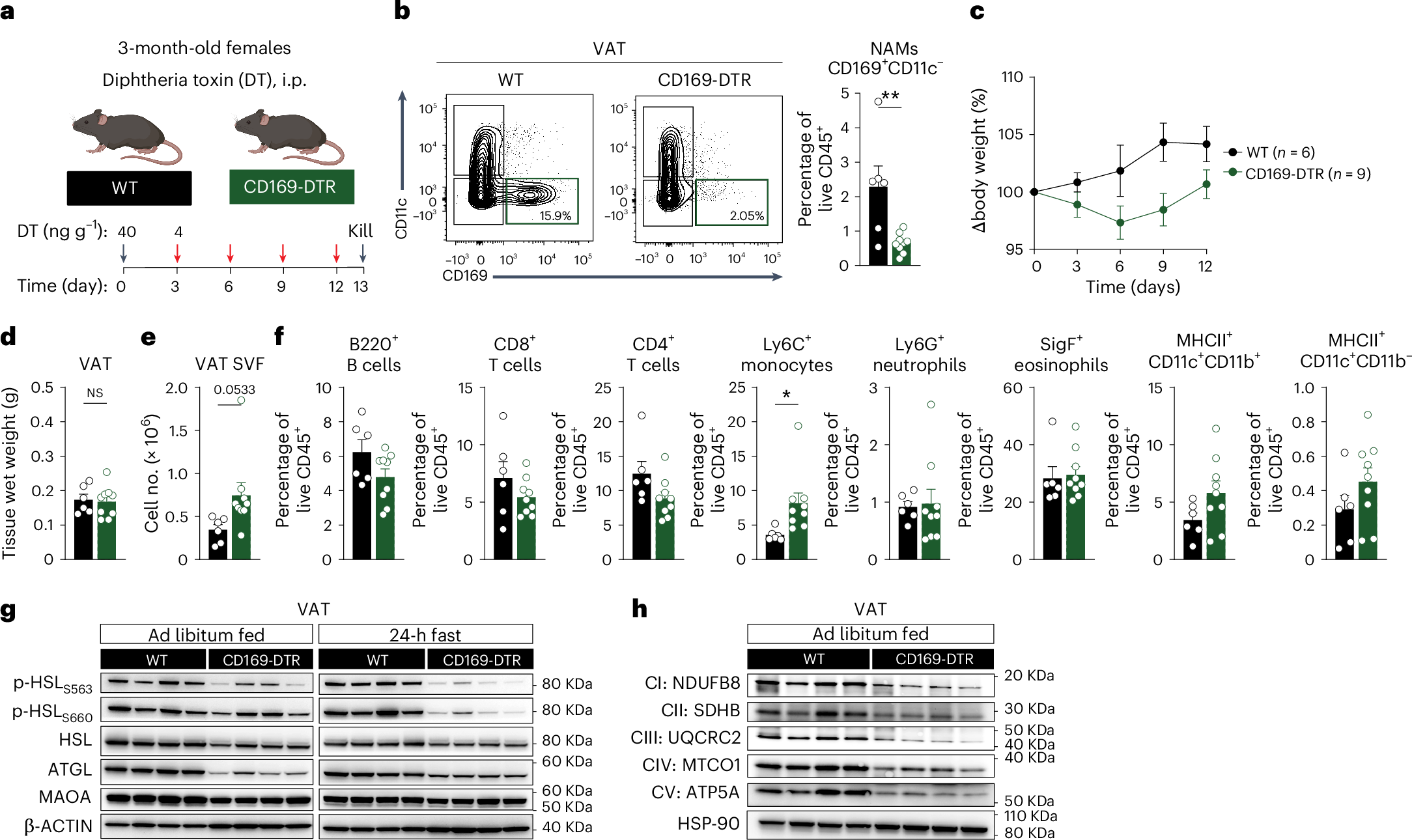 Fig. 5: CD169+ NAMs are necessary for preventing catecholamine resistance and adipose tissue dysfunction.