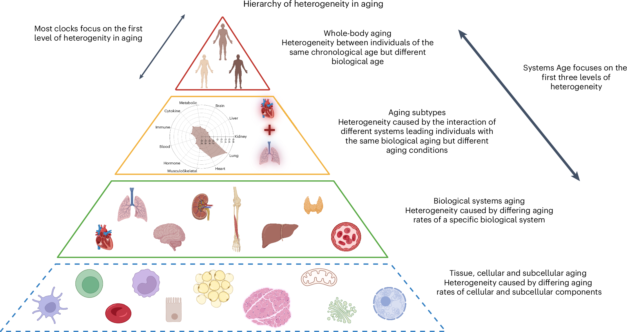 Systems Age: a single blood methylation test to quantify aging 