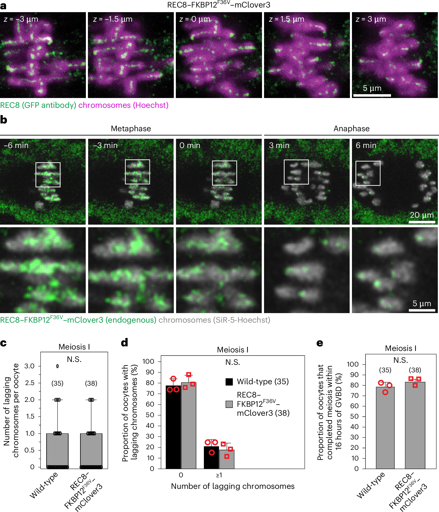 加齢女性卵子の染色体異常を理解する新ツール(A new tool for understanding chromosome abnormalities in the eggs of older women)