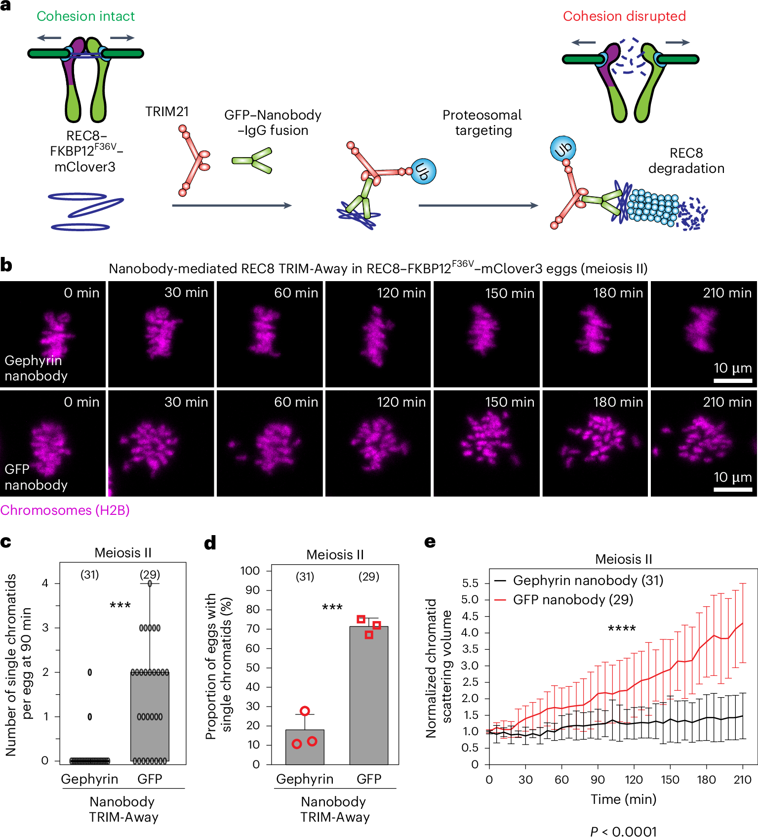 Fig. 3: Nanobody-mediated TRIM-Away of endogenous REC8 in REC8−FKBP12F36V−mClover3 oocytes accelerates premature separation of sister chromatids.