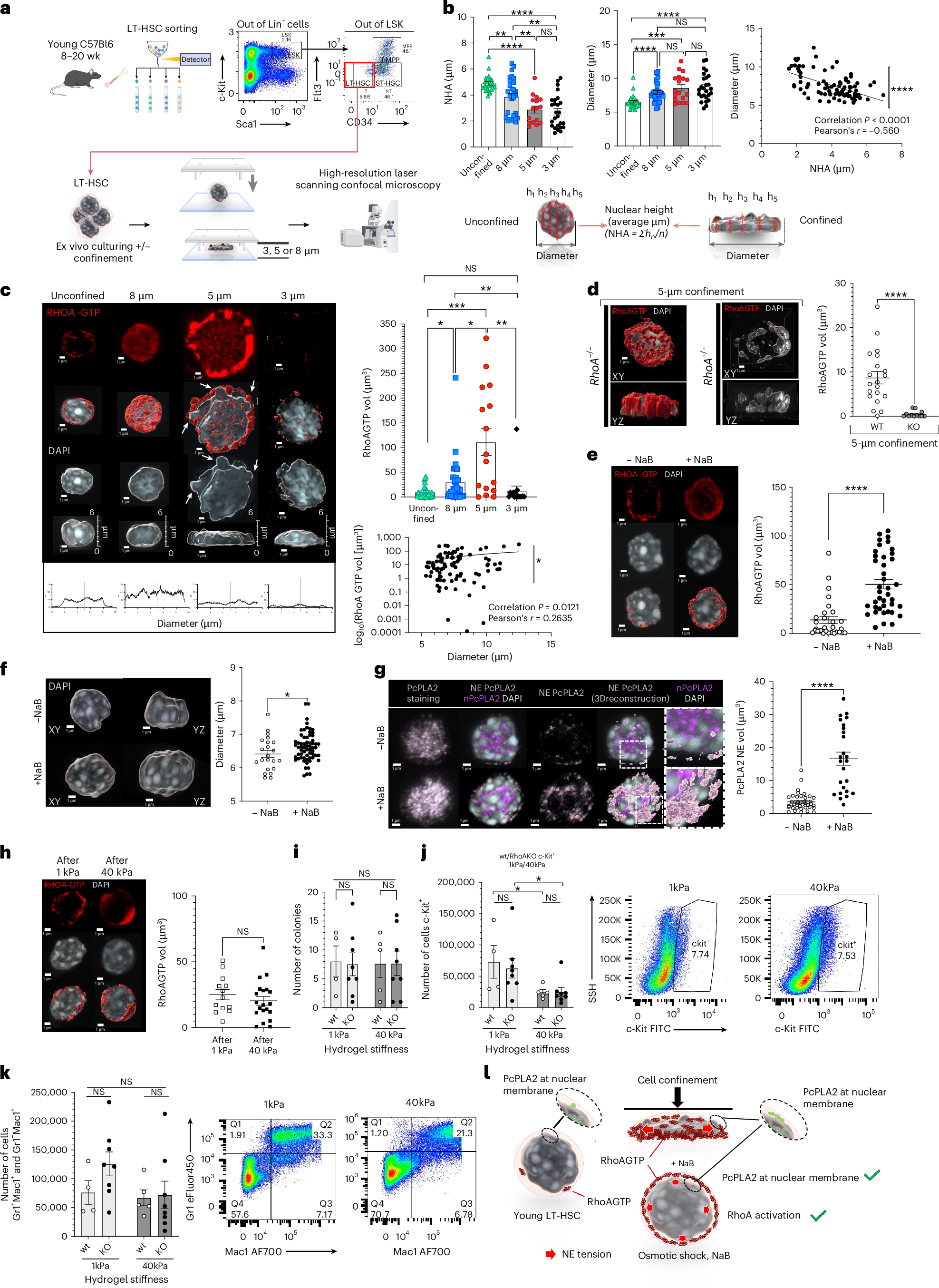 Fig. 1: Increasing NE tension activates RhoA in HSCs.