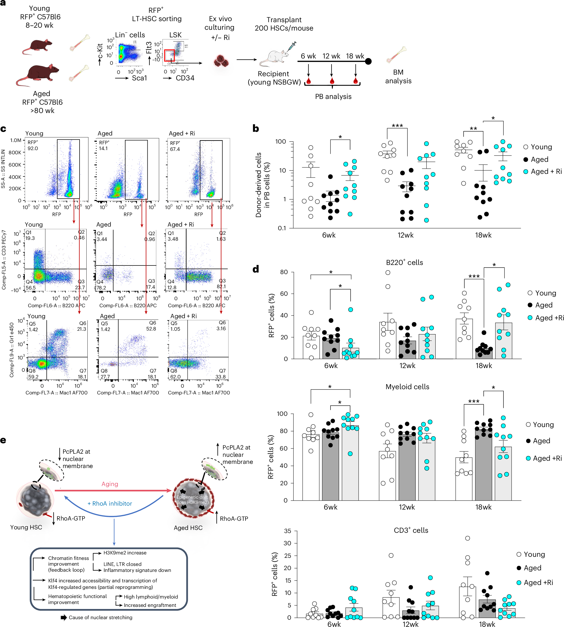 Fig. 7: Inhibiting RhoA activity improves function of aged HSCs.