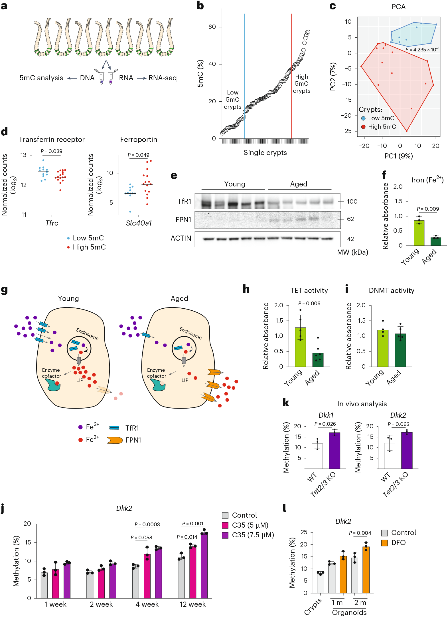 Fig. 5: Epigenetically drifted crypts show alteration of iron homeostasis.