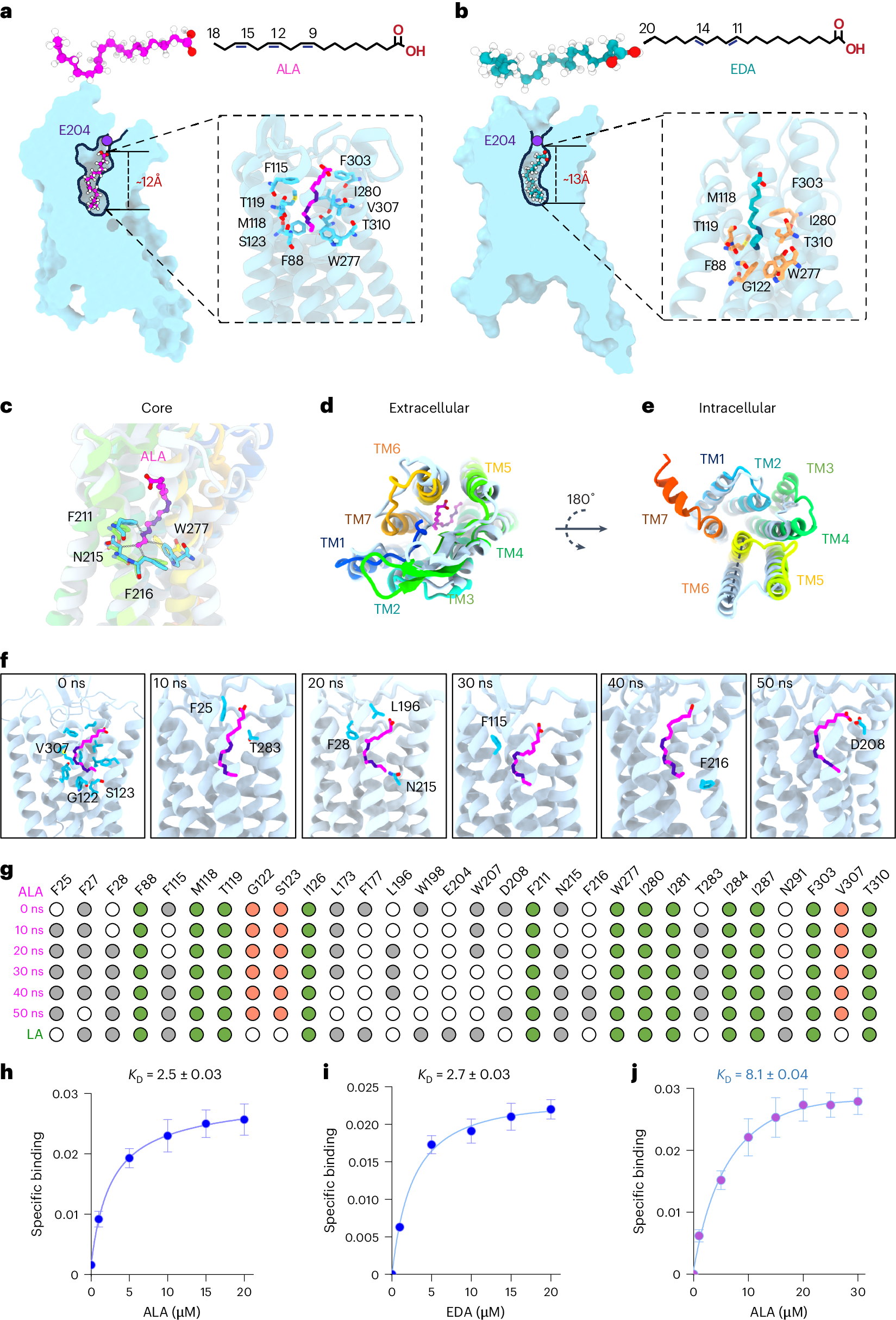 Fig. 3: Structures of GPR120 bound to ALA and EDA.