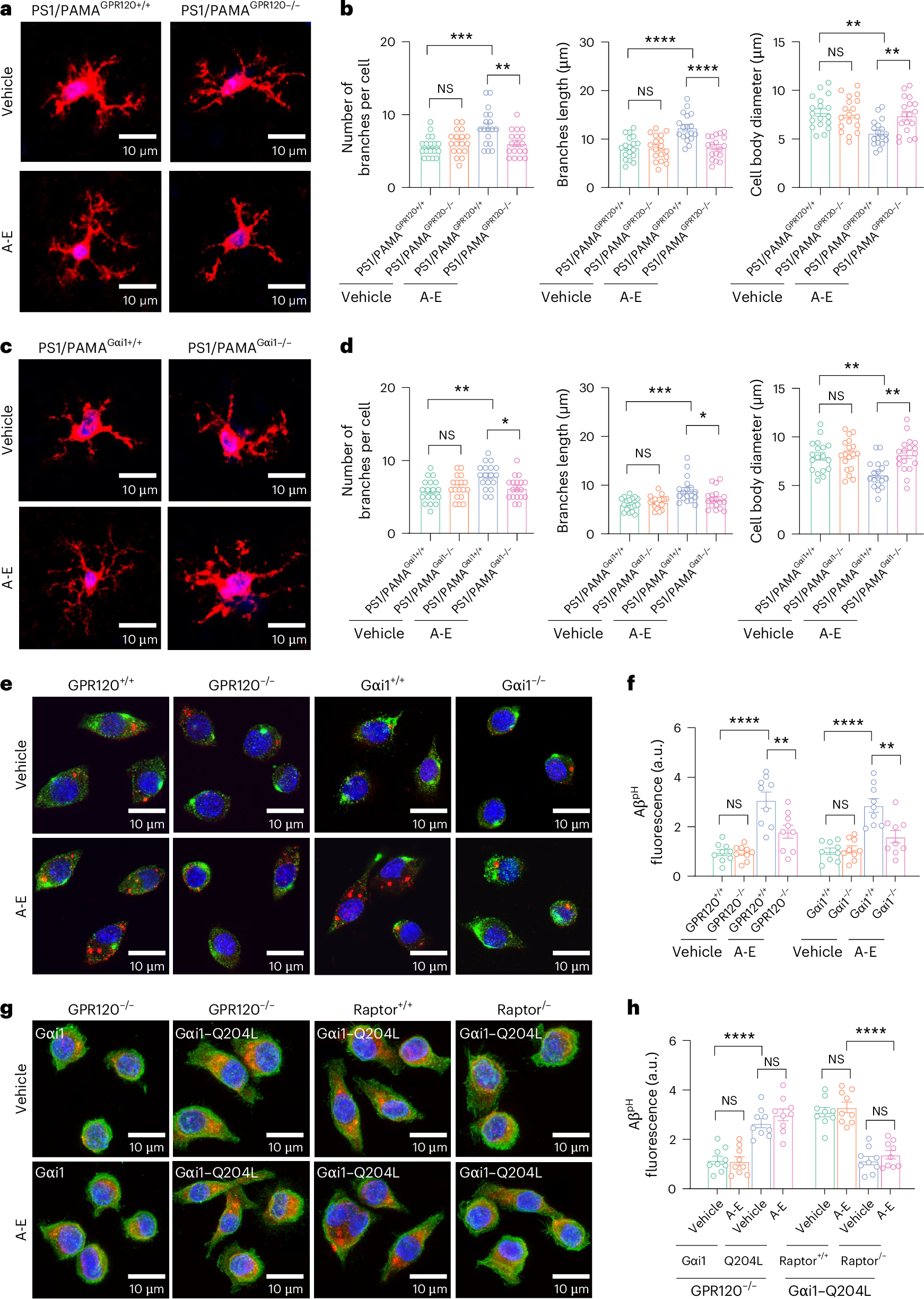 Fig. 6: Activation of PAMAs by ALA and EDA promotes amyloid phagocytosis.