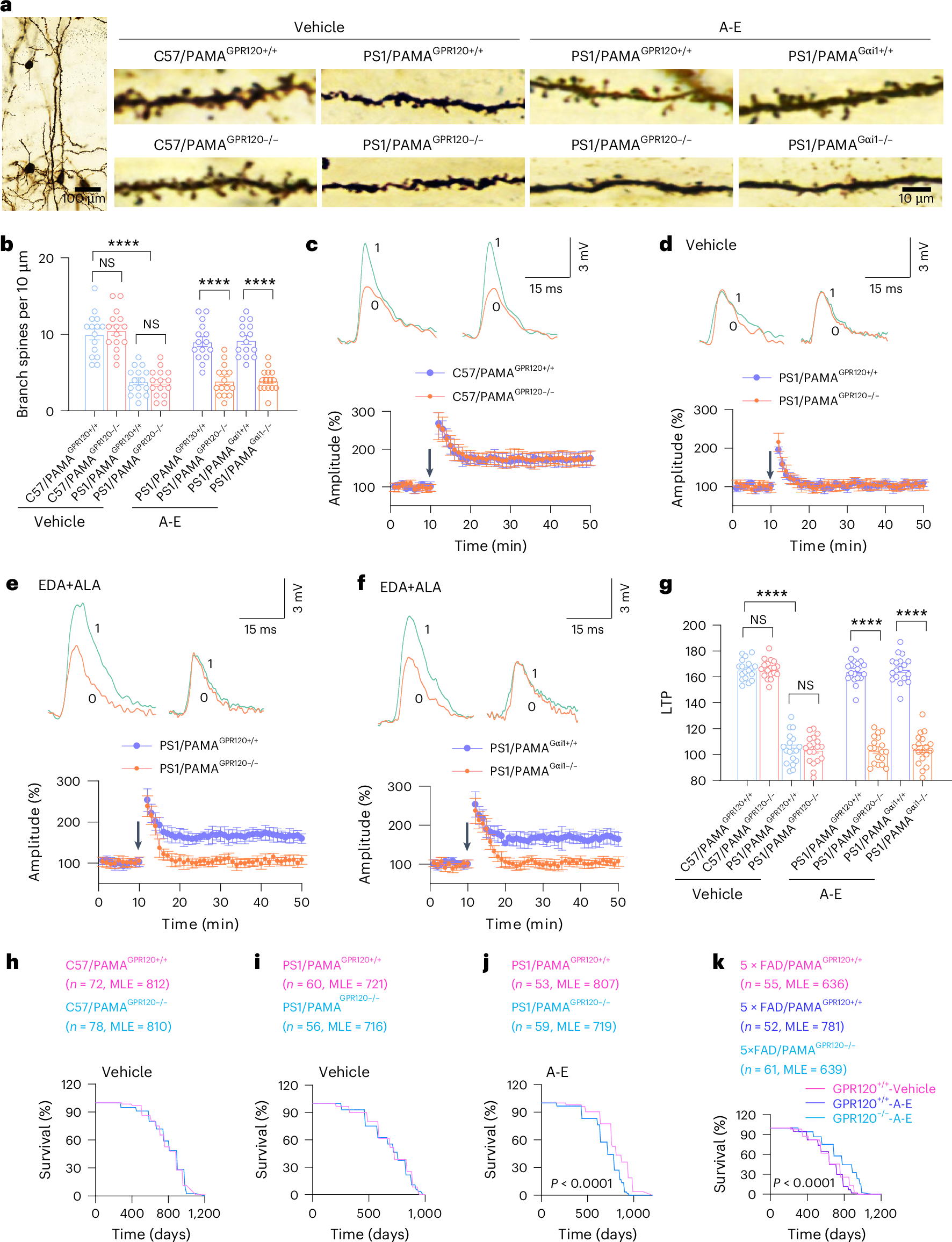 Fig. 7: ALA and EDA rescue cognition and restore lifespan of AD mice to normal levels.