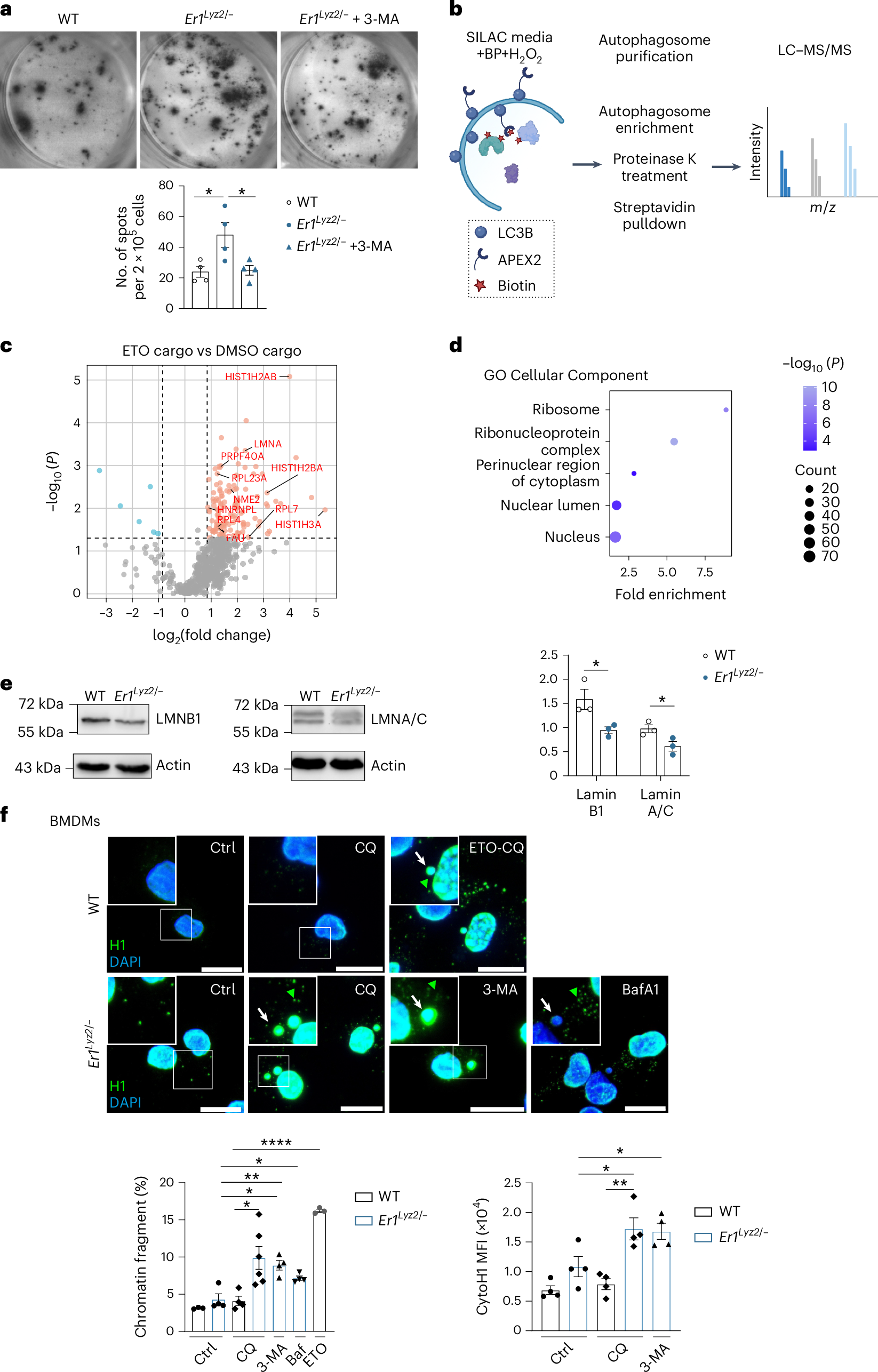 Fig. 4: DNA damage-induced alterations in the autophagic cargo of cells.