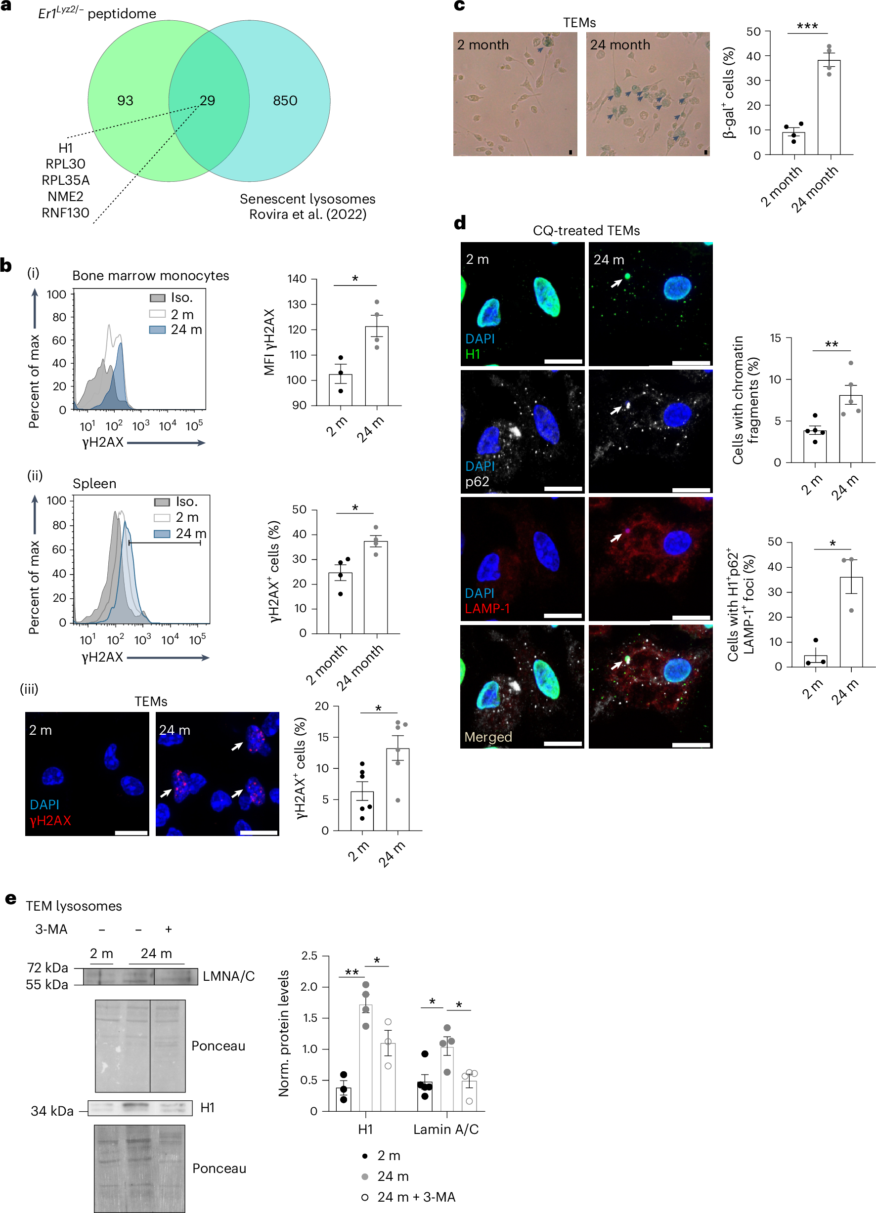Fig. 7: Senescent cell features and lysosome alterations in aged macrophages.