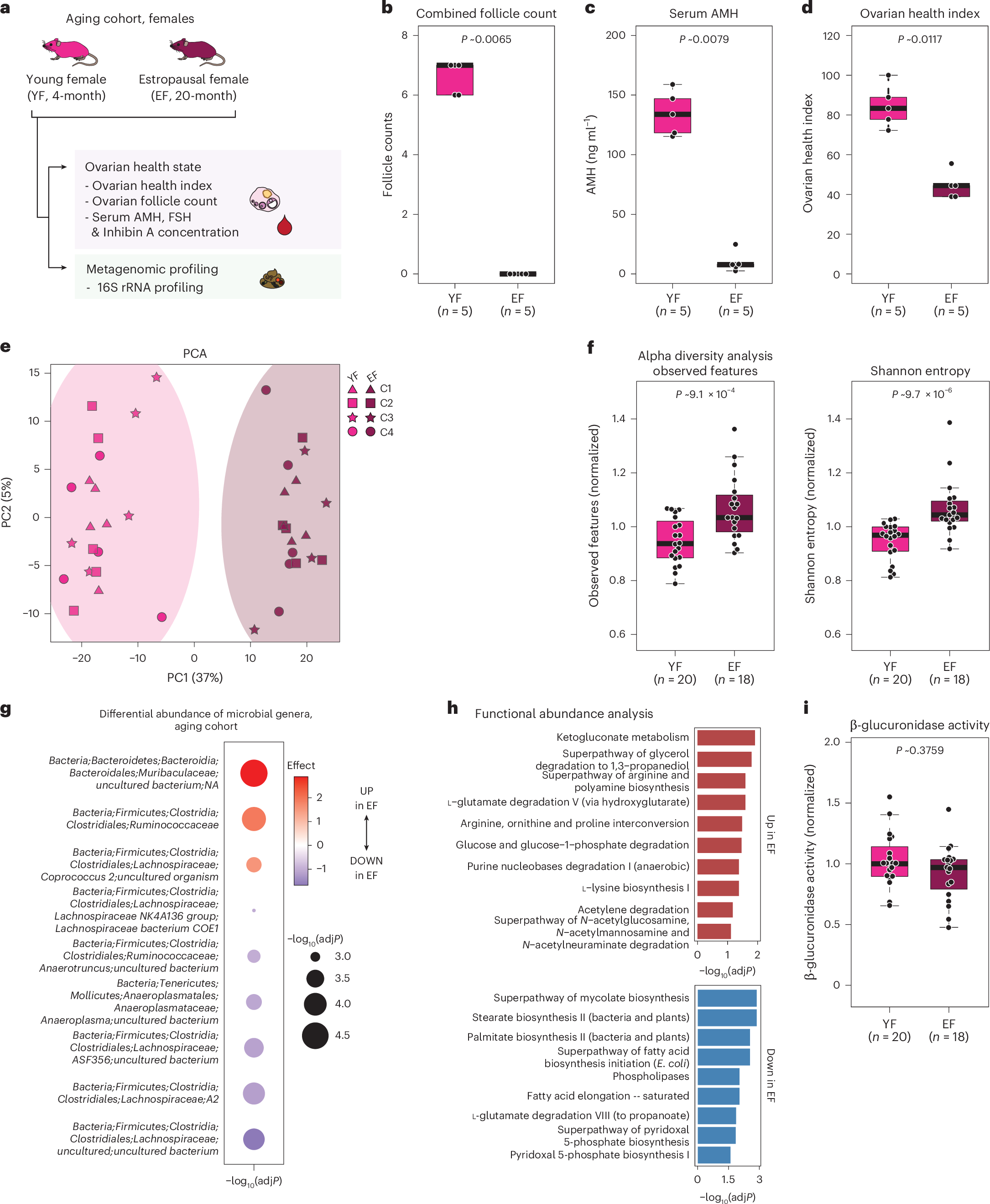Fig. 1: Characterization of ovarian health state and fecal microbial profiles of young and estropausal female mice.