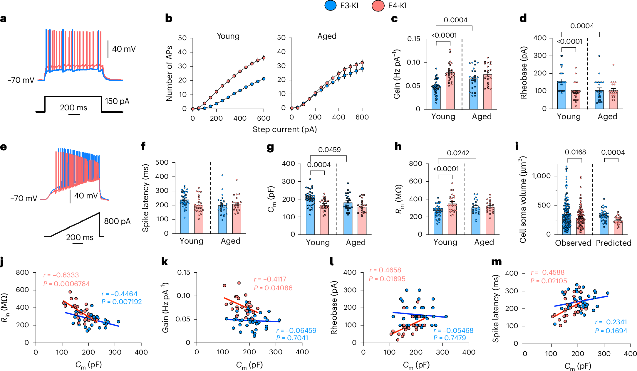 Fig. 2: APOE4 drives early intrinsic hyperexcitability and atrophy in CA3 PCs.
