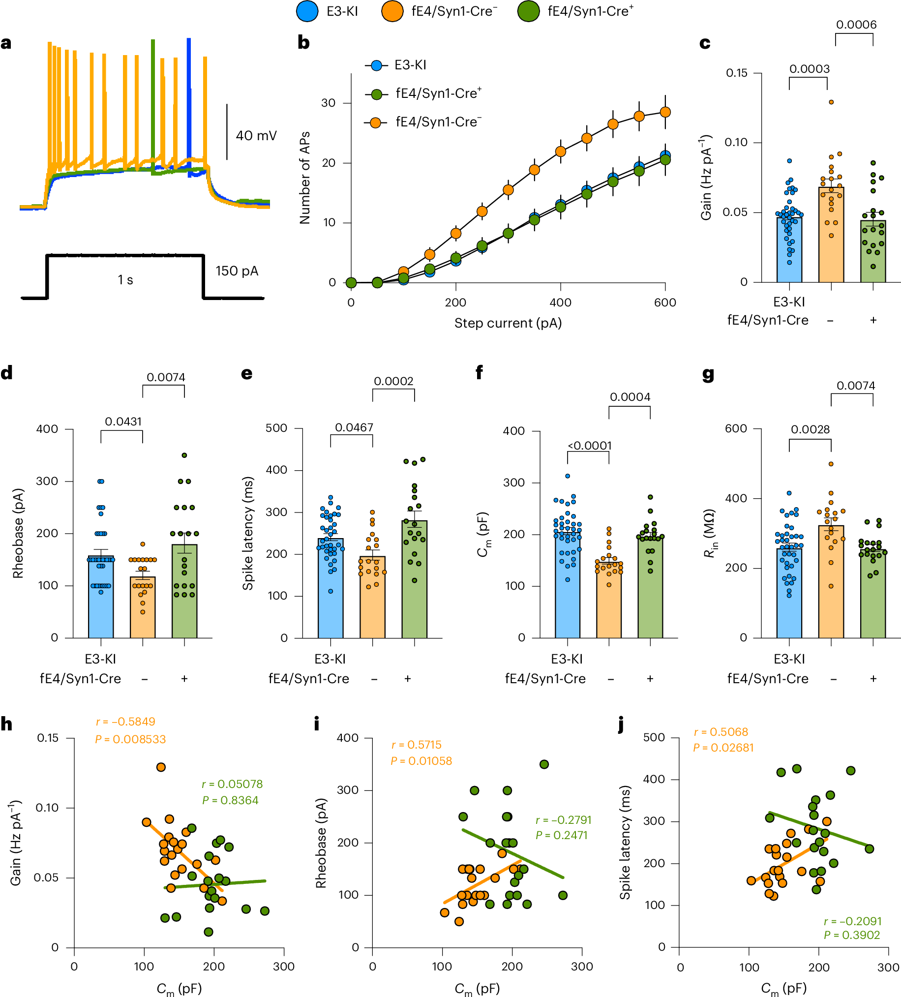 Fig. 4: Selective APOE4 removal from neurons rescues morpho-electric and excitability phenotypes of CA3 PCs in young fE4-KI/Syn-Cre+ mice.