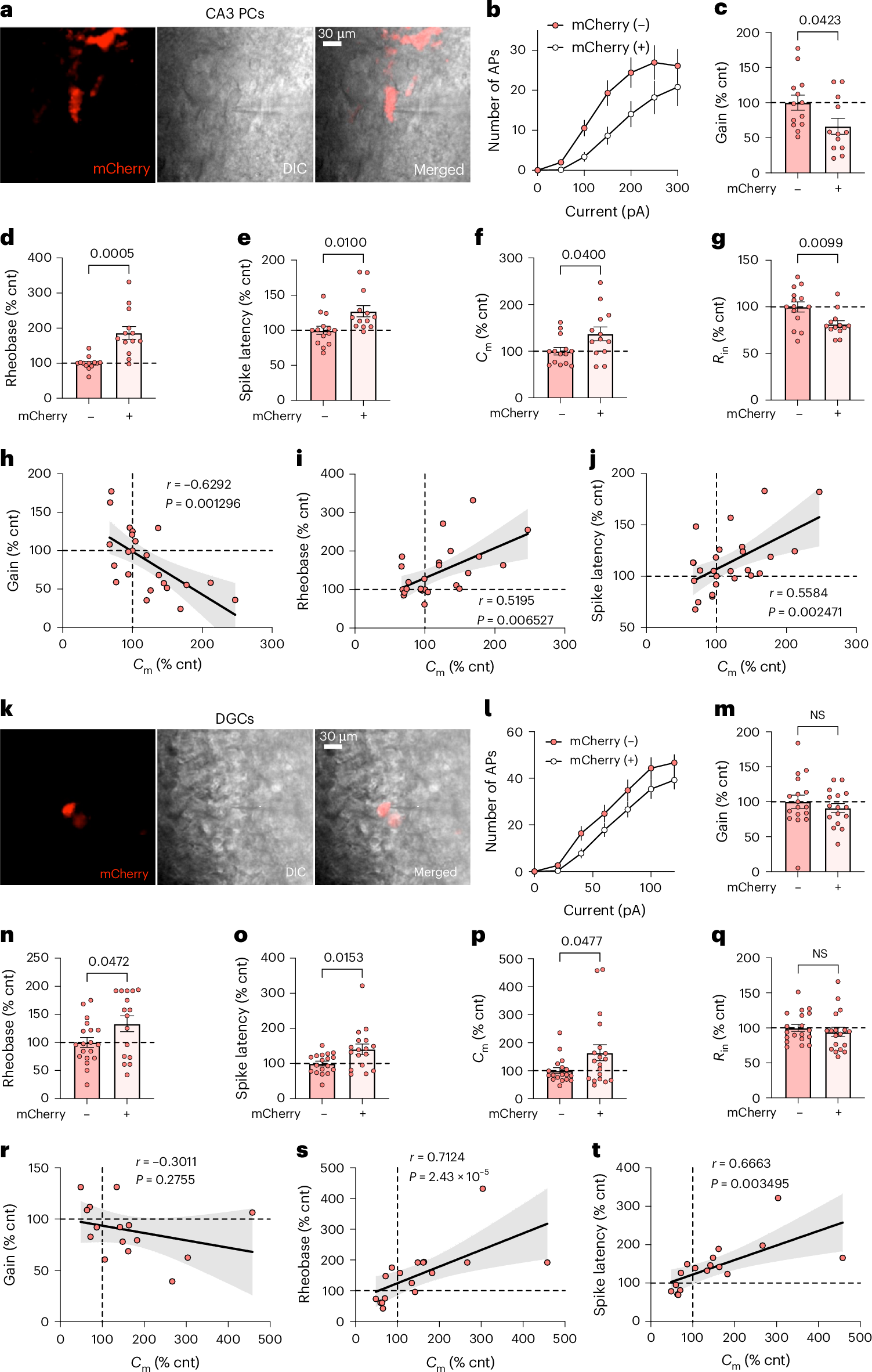 Fig. 8: CRISPRi-mediated Nell2 reduction normalizes cell size and excitability of CA3 PCs and DGCs in young E4-KI mice.