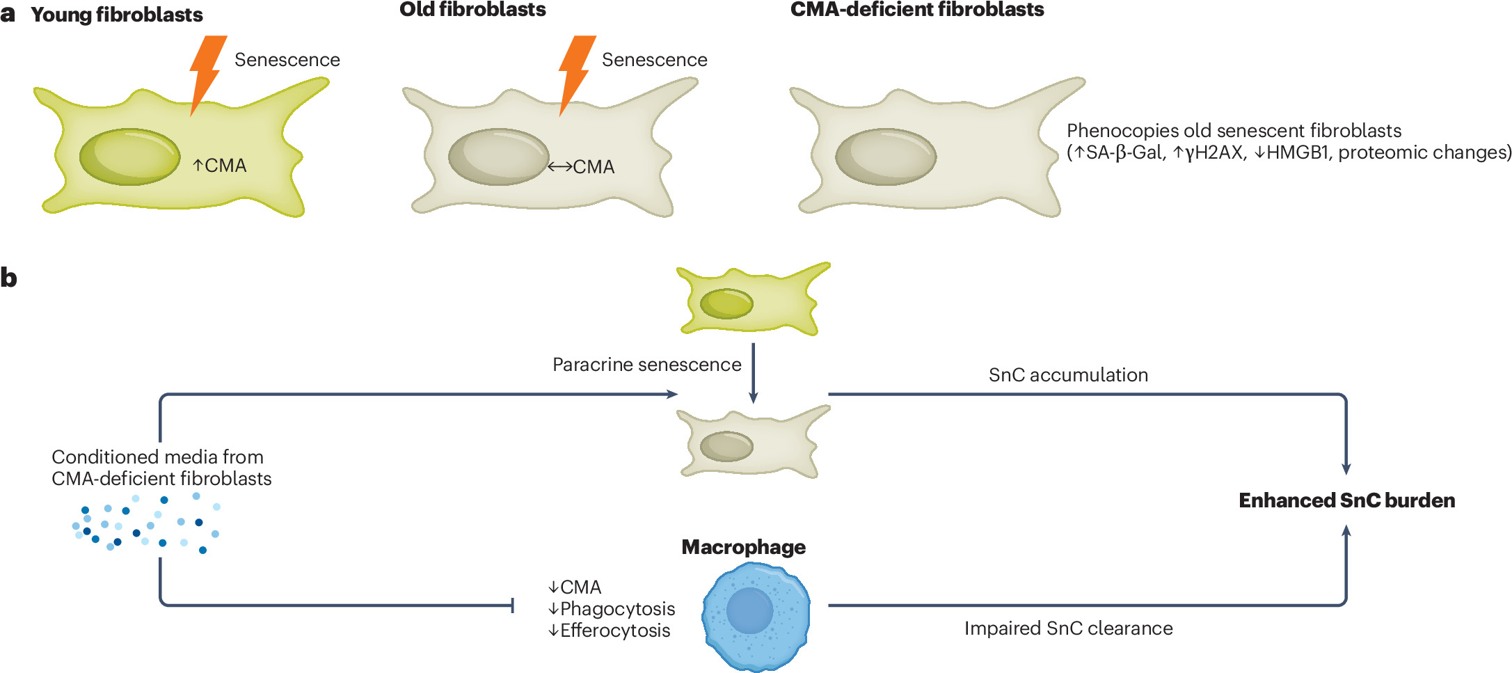 Chaperone-mediated autophagy curbs senescence