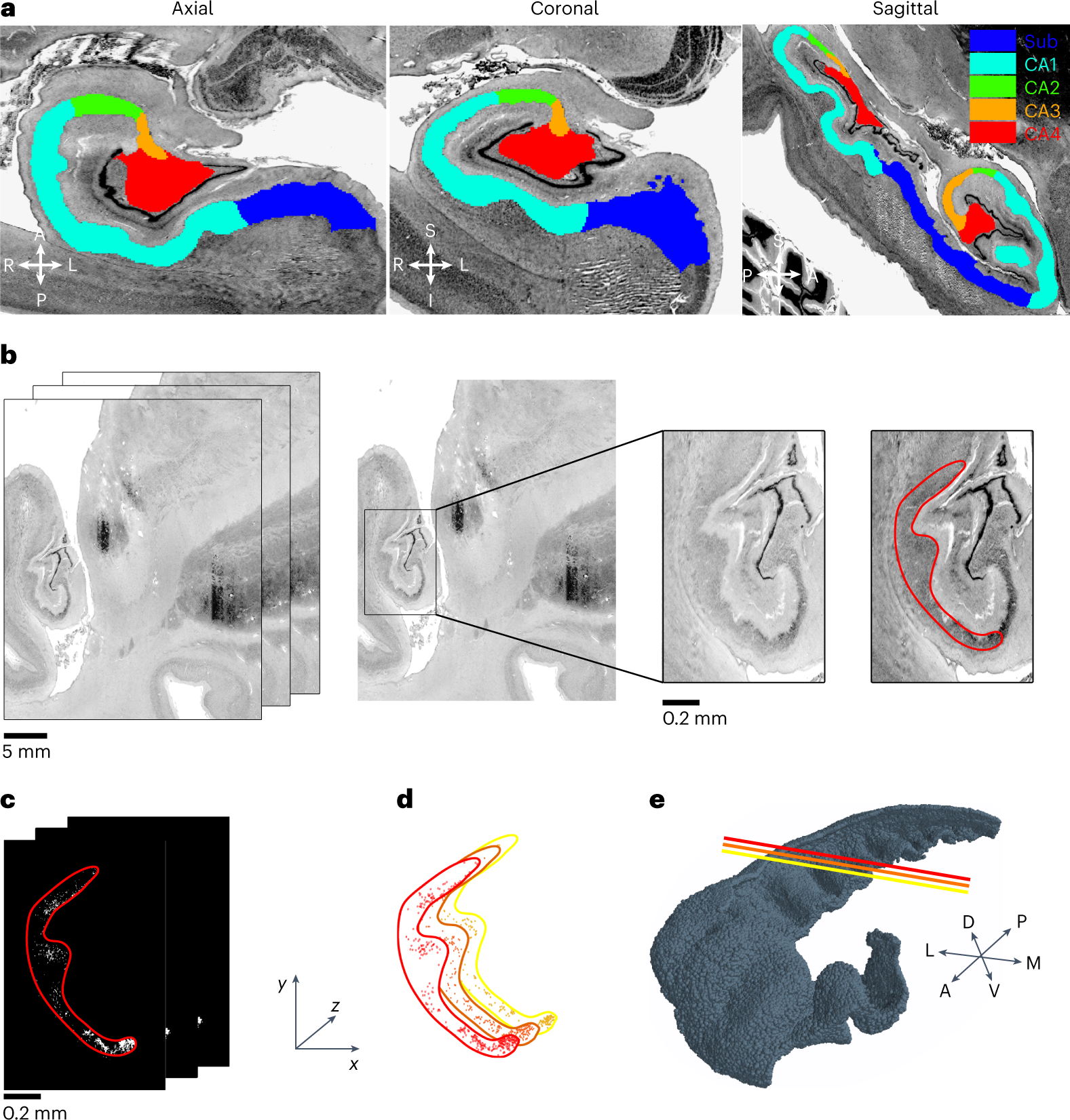 Full-scale scaffold model of the human hippocampus CA1 area | Nature  Computational Science