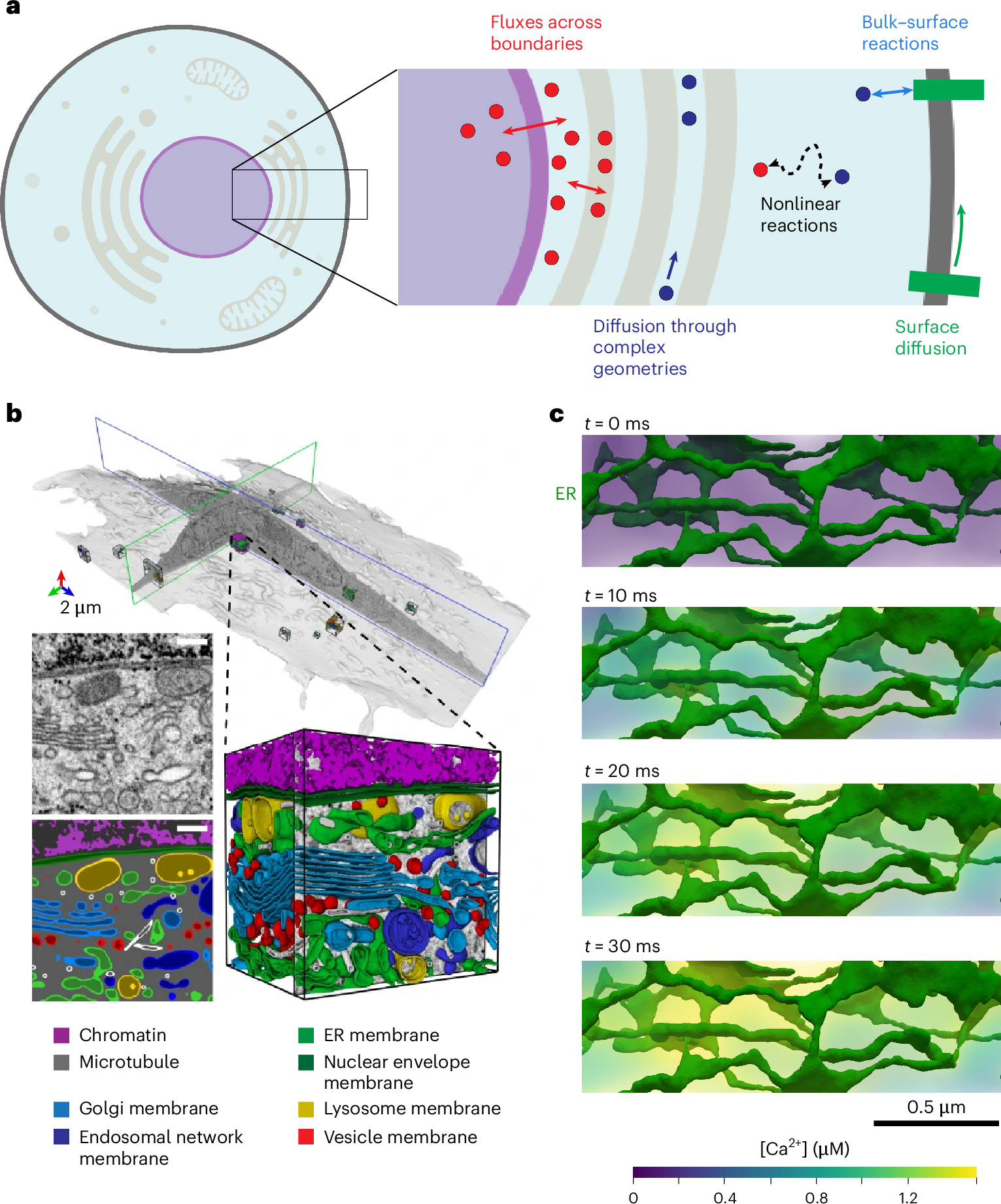 新しいソフトウェアが細胞シグナル伝達の秘密を解明(New Software Unlocks Secrets of Cell Signaling)