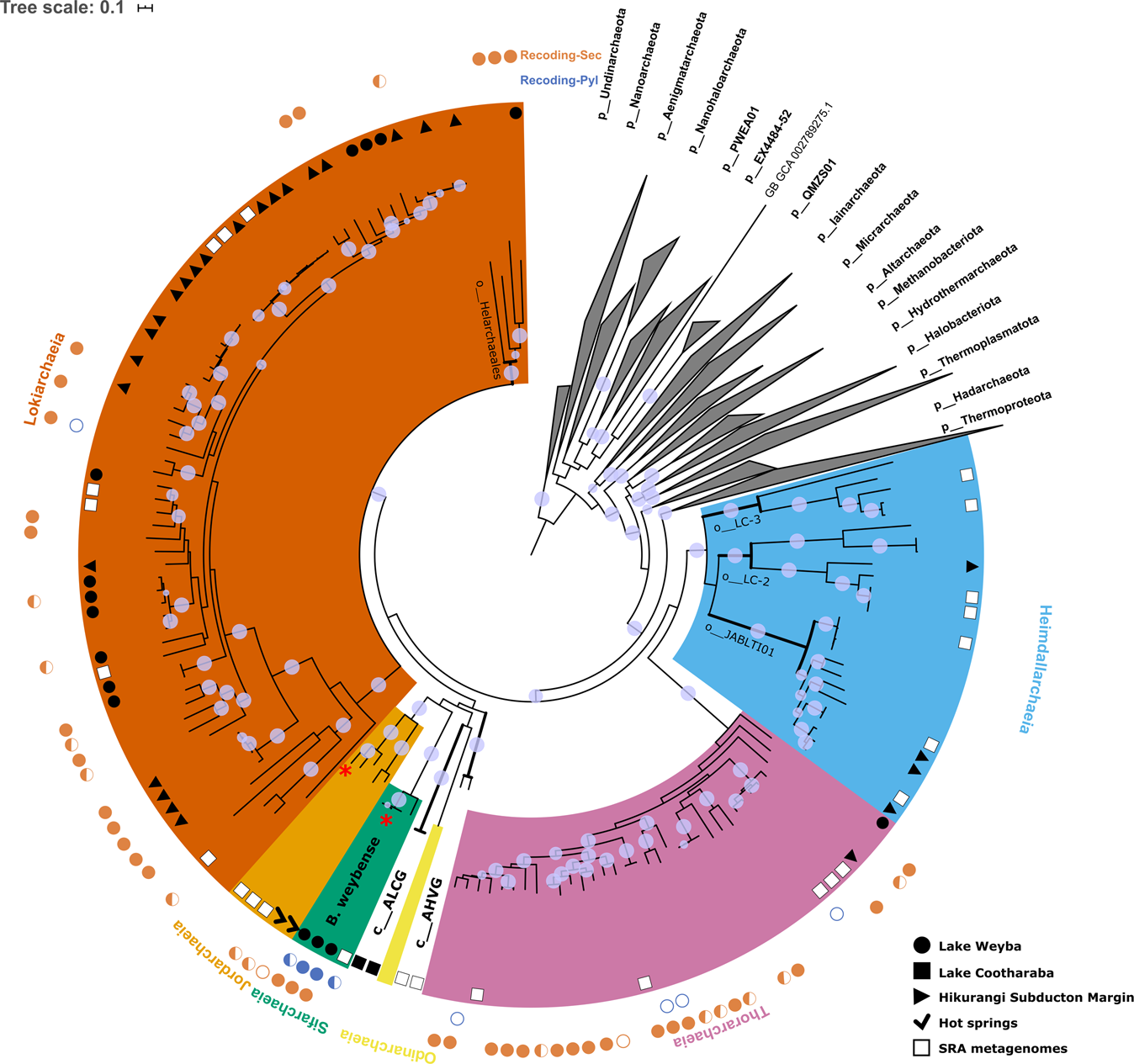 Perücke männer kleben Clearance