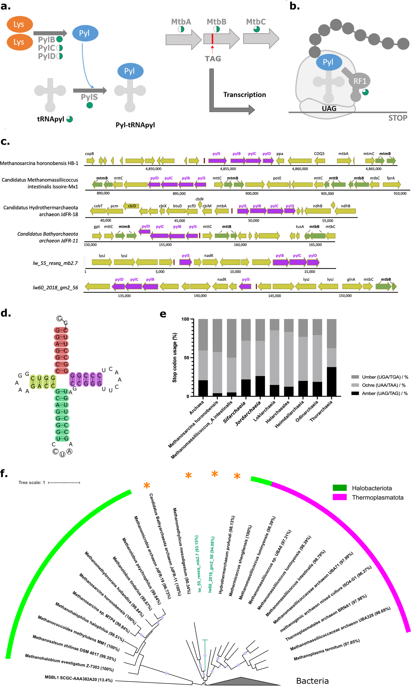 Fig. 4: Pyrrolysine recoding machinery and stop codon usage.