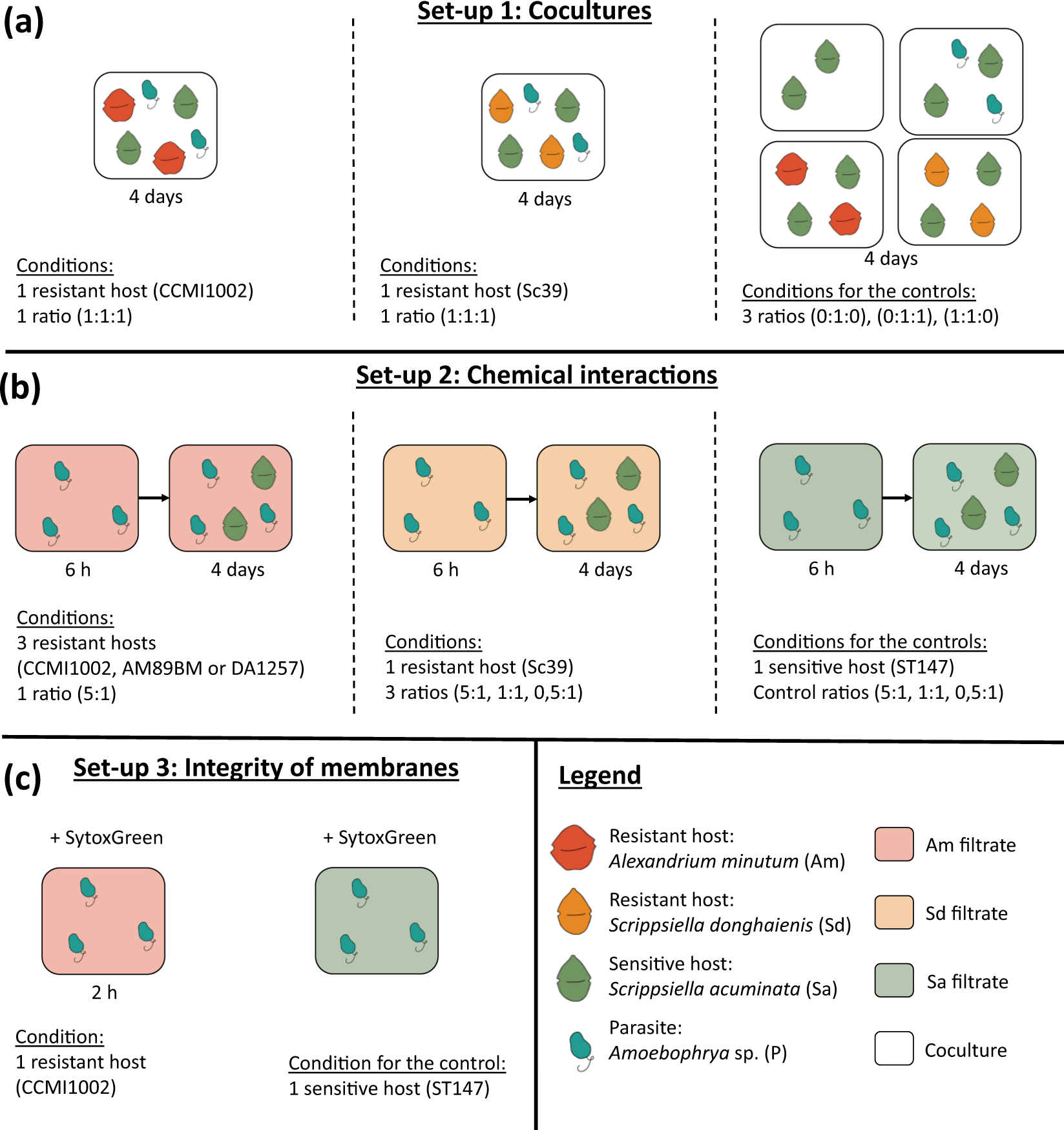 Dinophyceae can use exudates as weapons against the parasite Amoebophrya  sp. (Syndiniales) | ISME Communications