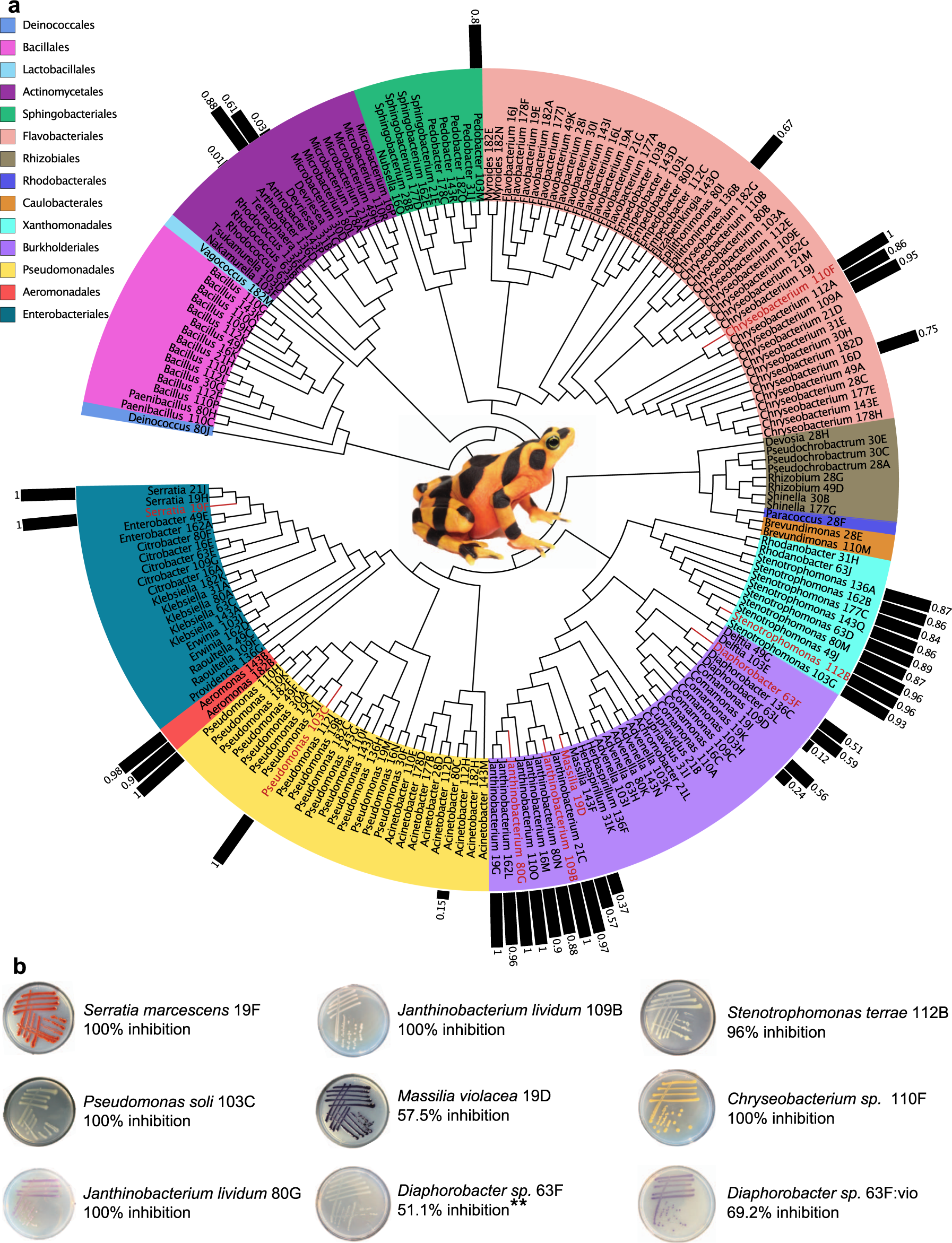 Fig. 1: Culture-dependent isolate analysis of captive Panamanian golden frogs.