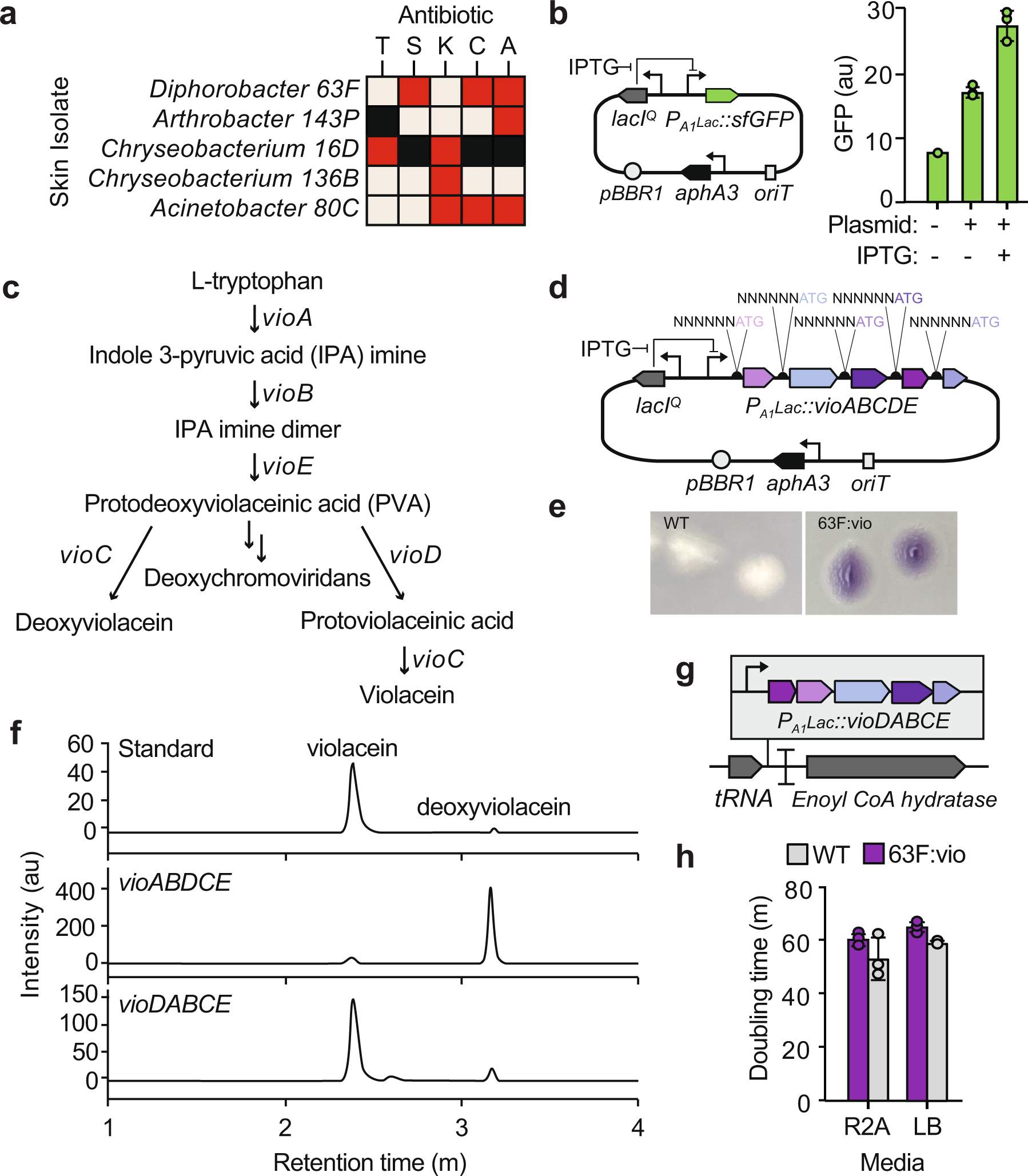 Fig. 2: Engineering violacein production into Panamanian golden frog bacterial isolates.