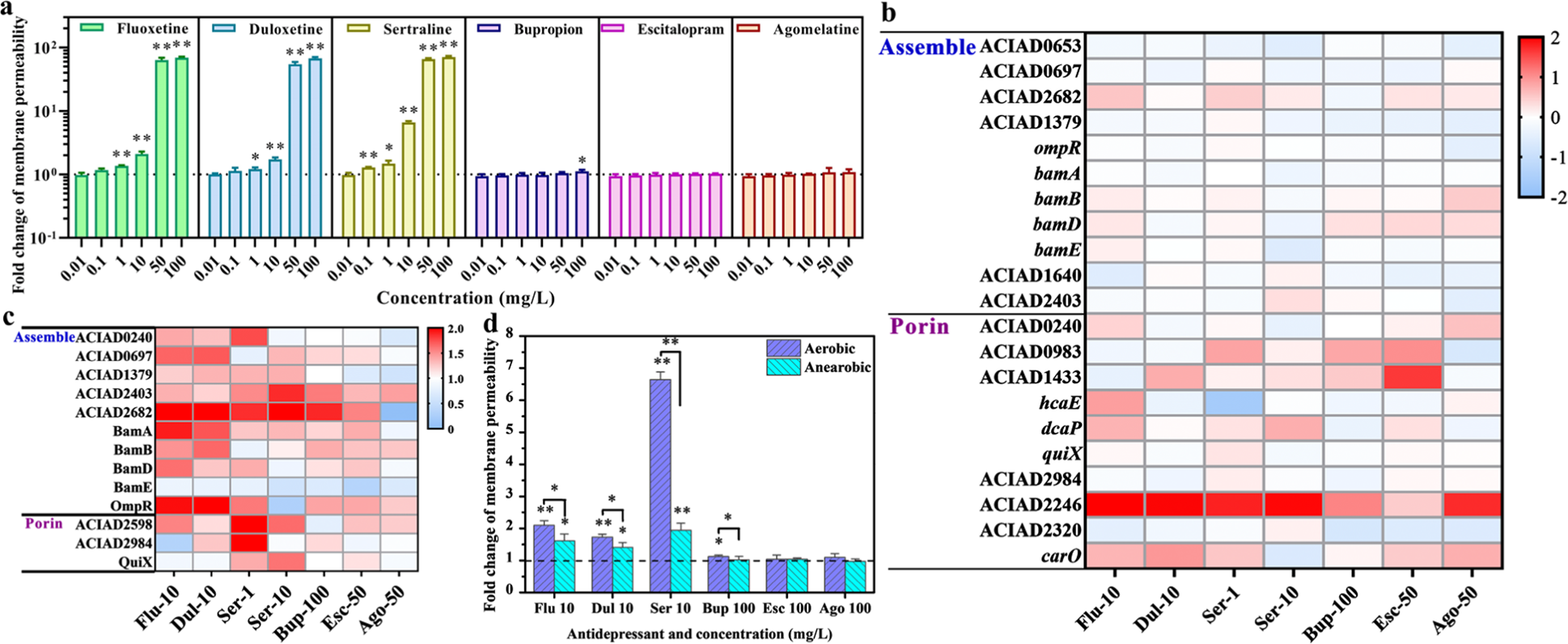 Fig. 3: Antidepressants increase the cell membrane permeability of A. baylyi ADP1.