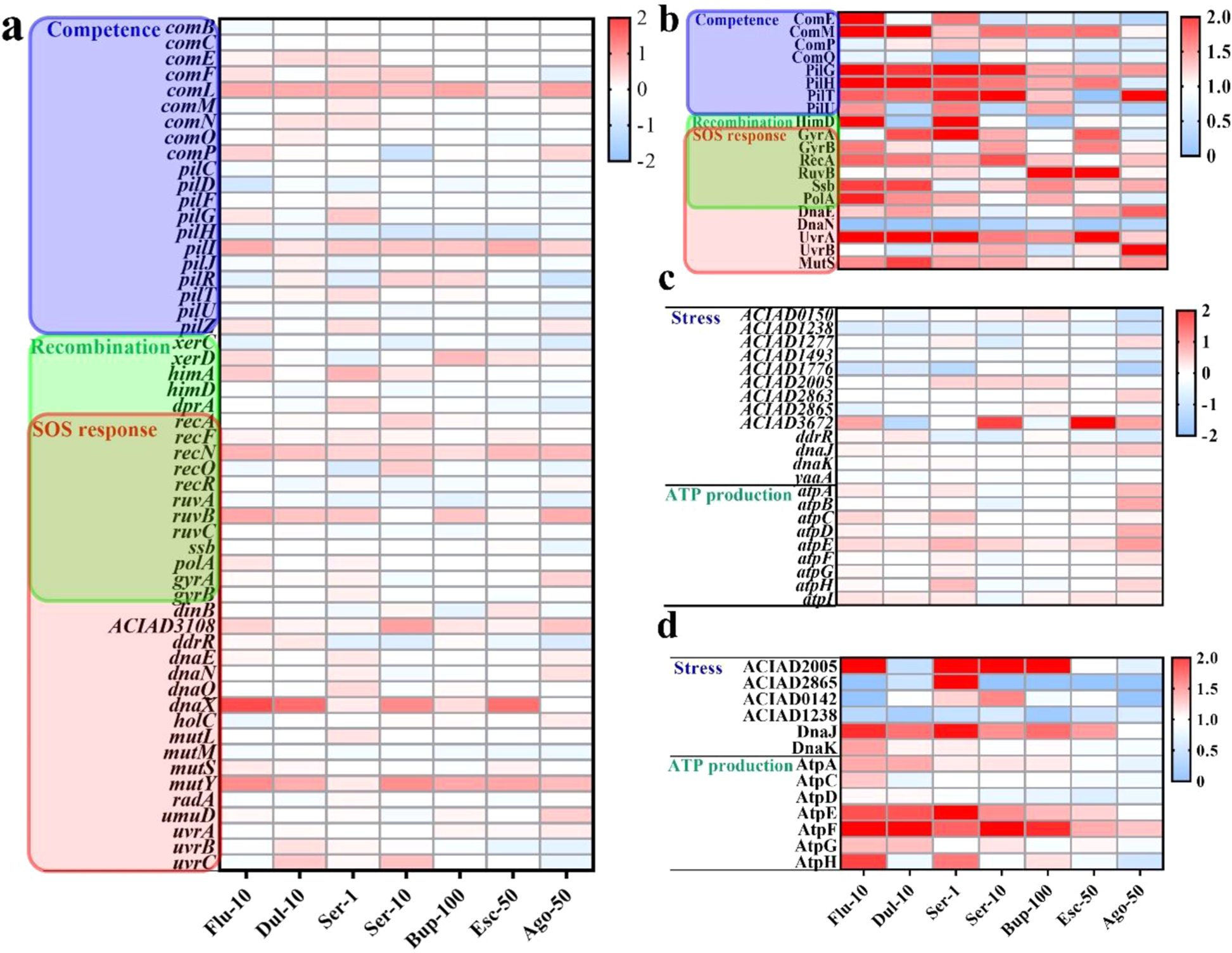 Fig. 4: Antidepressants regulate the transcription and translation of competence stress response, recombination, SOS-response and ATP genes.