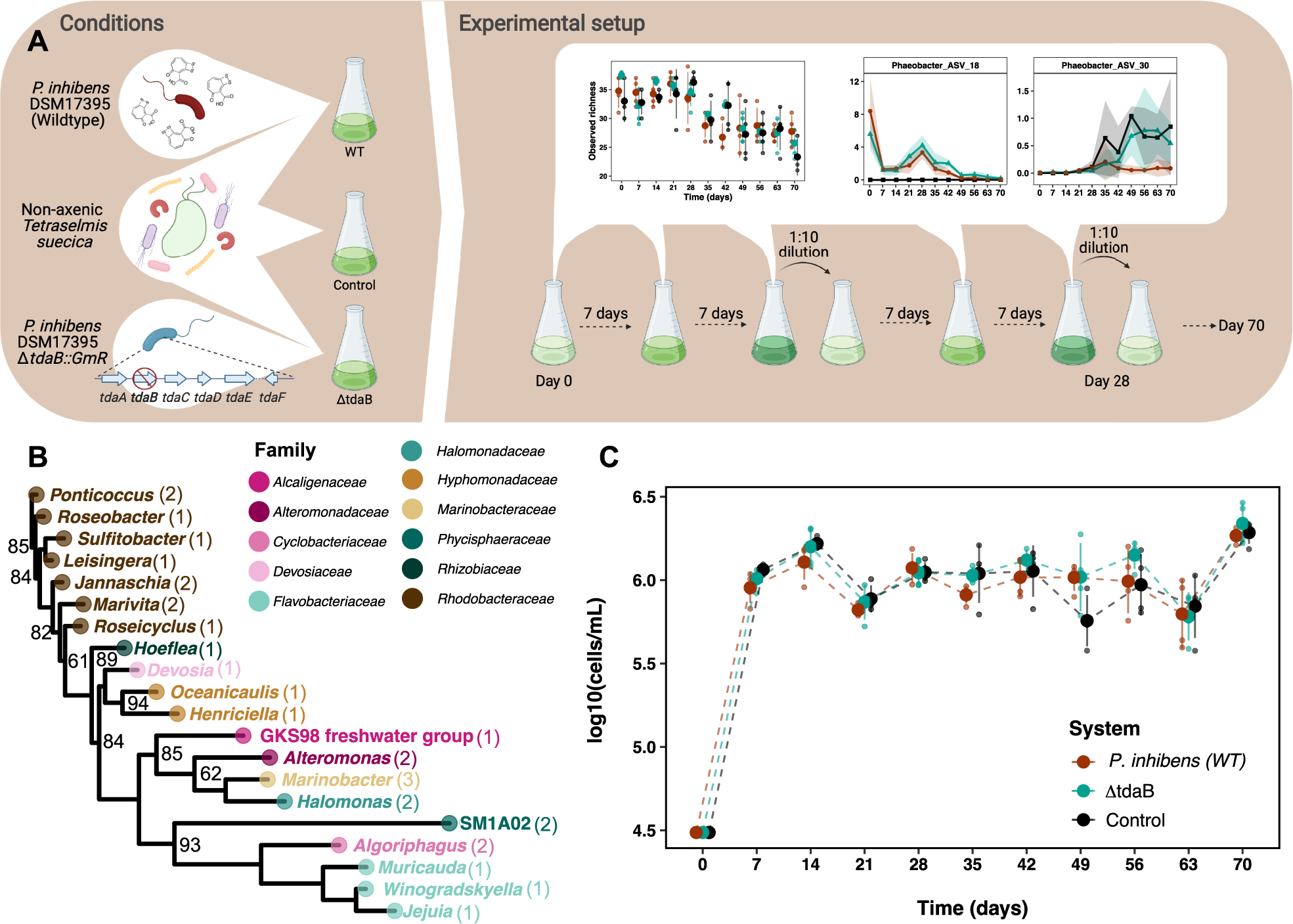 The ability of Phaeobacter inhibens to produce tropodithietic acid  influences the community dynamics of a microalgal microbiome | ISME  Communications