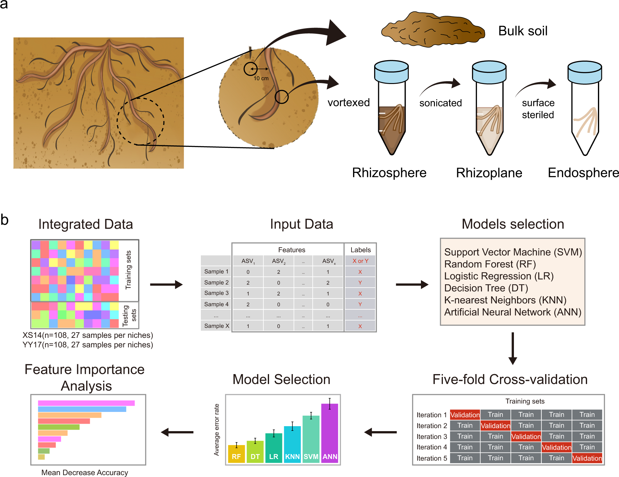 Metagenomic and machine learning-aided identification of biomarkers driving  distinctive Cd accumulation features in the root-associated microbiome of  two rice cultivars | ISME Communications