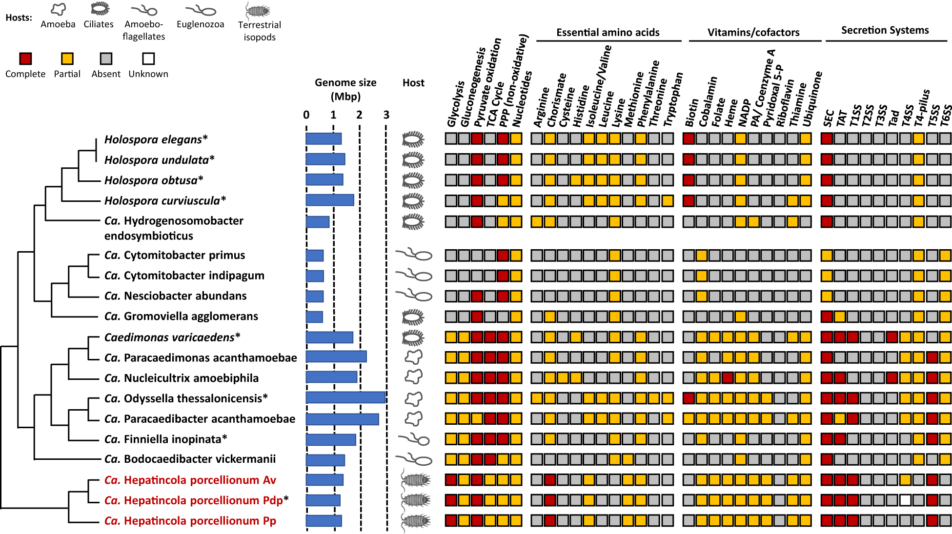 Fig. 6: Metabolic capacity of Hepatincola compared to other Holosporales.