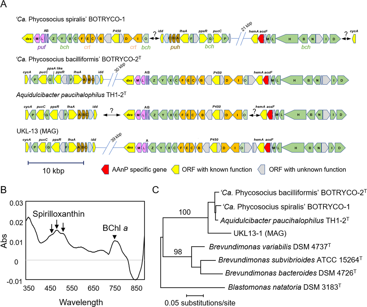 Fig. 3: Evidence for AAnP in ‘Ca. Phycosocius’ and relatives.