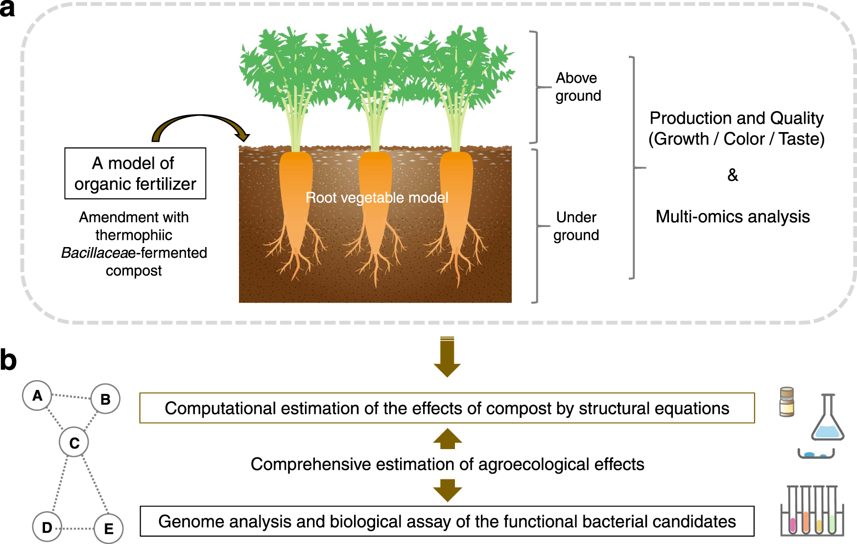 An agroecological structure model of compost—soil—plant 
