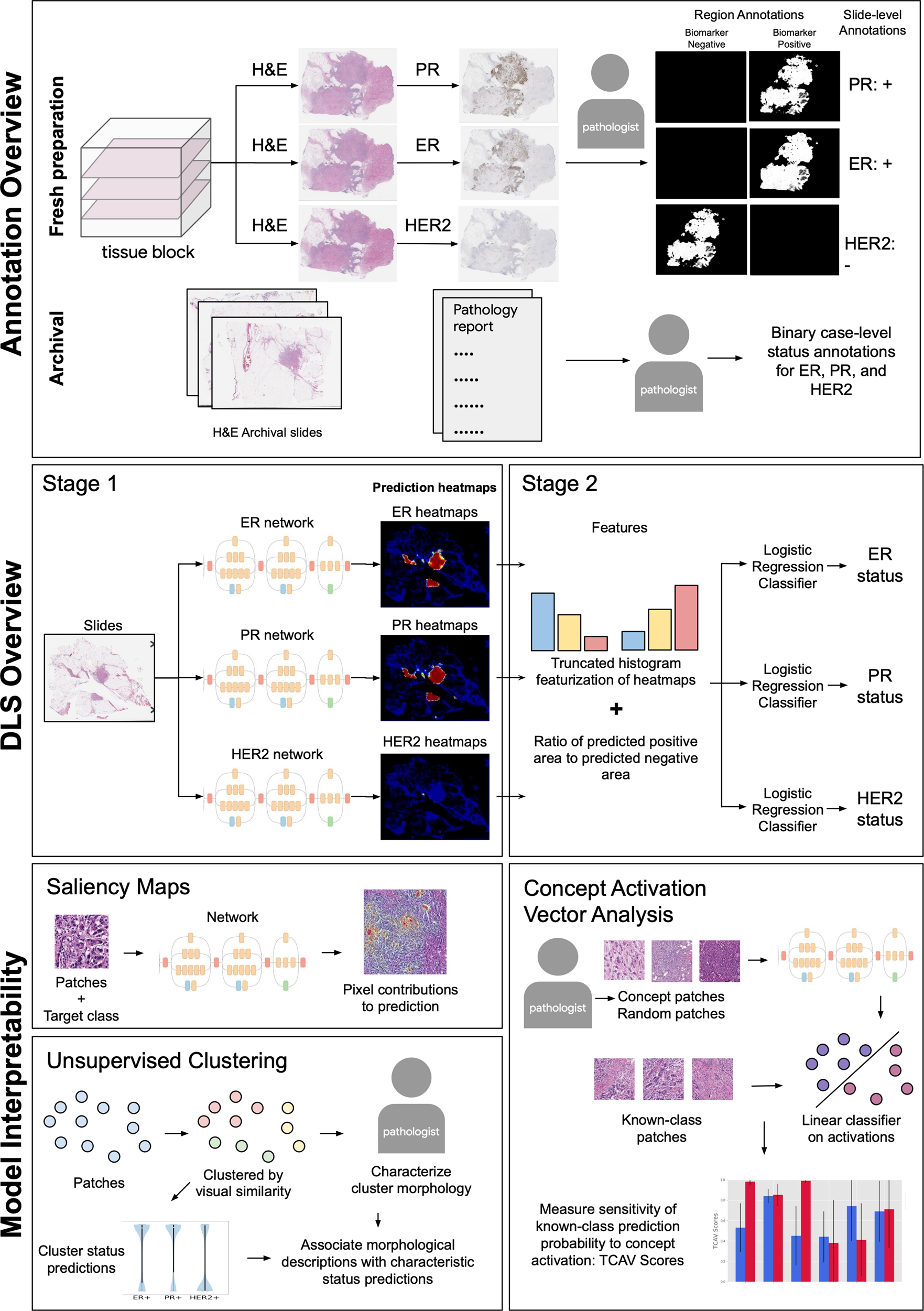 Determining breast cancer biomarker status and associated morphological  features using deep learning | Communications Medicine