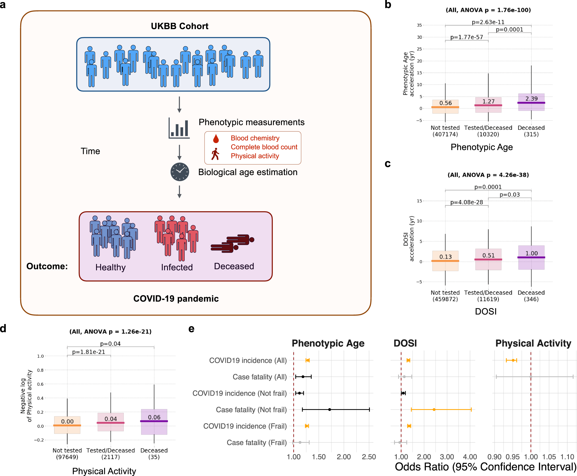 Fig. 2: Analysis of association of biological age acceleration with the risk of COVID-19.