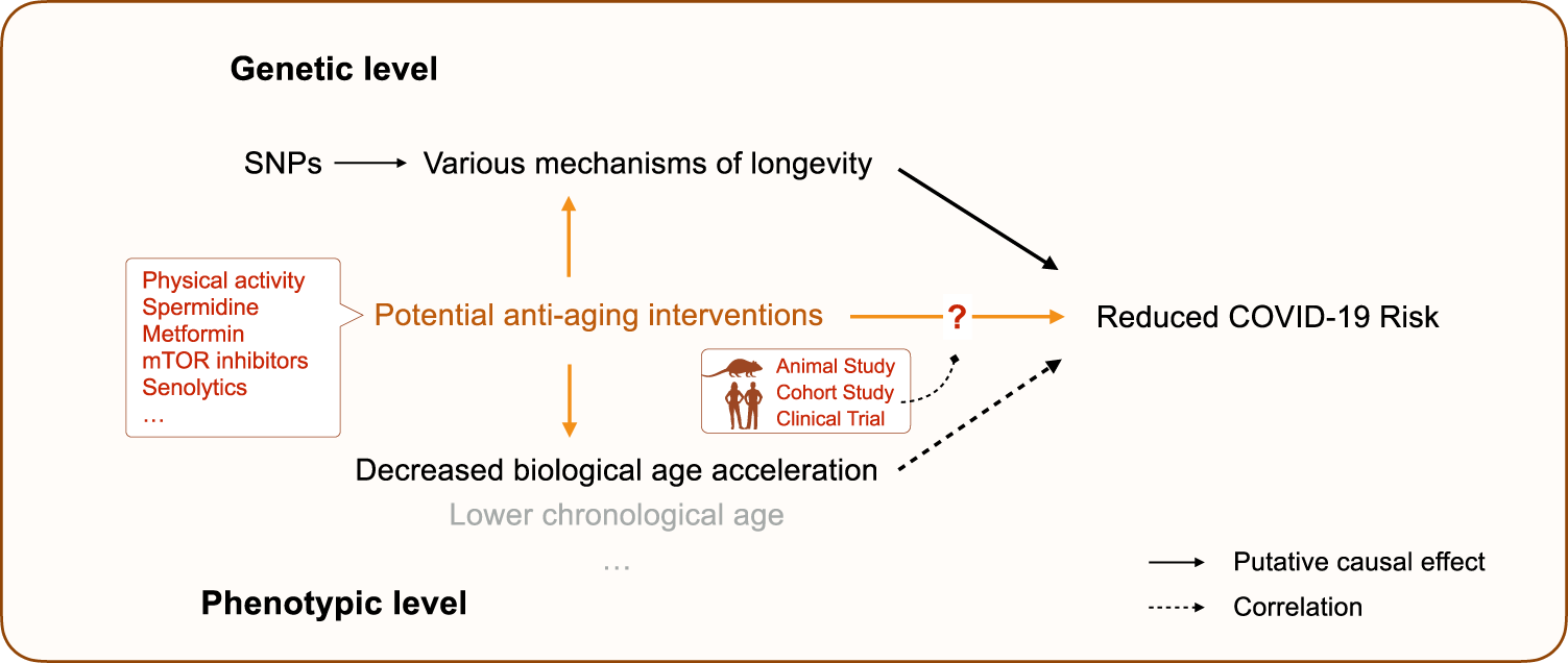 Fig. 6: Schematic diagram showing the link between aging and COVID-19.