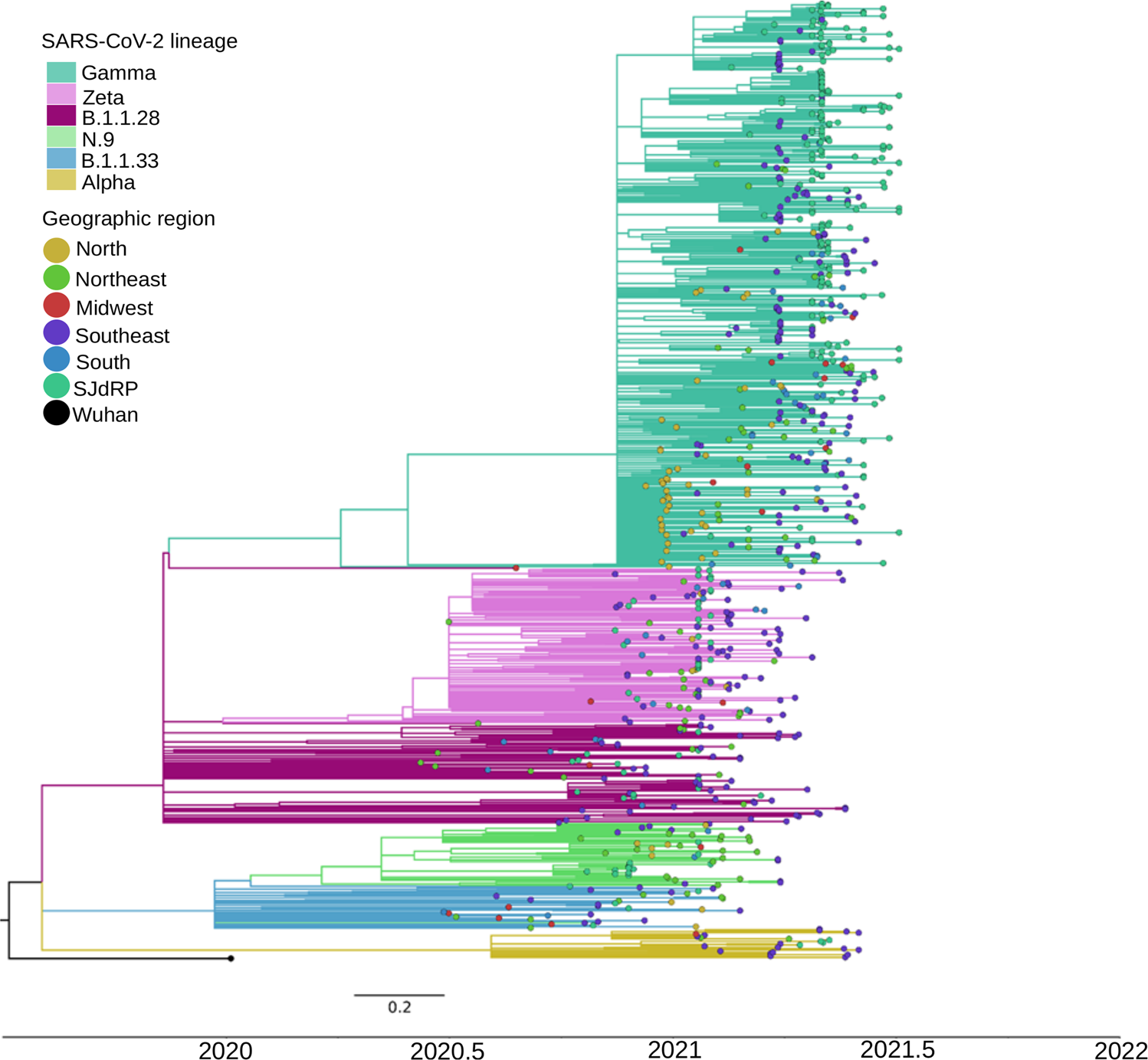 Fig. 2: Maximum likelihood tree of SARS-CoV-2 based on complete genome sequences from São José do Rio Preto and all Brazilian regions.