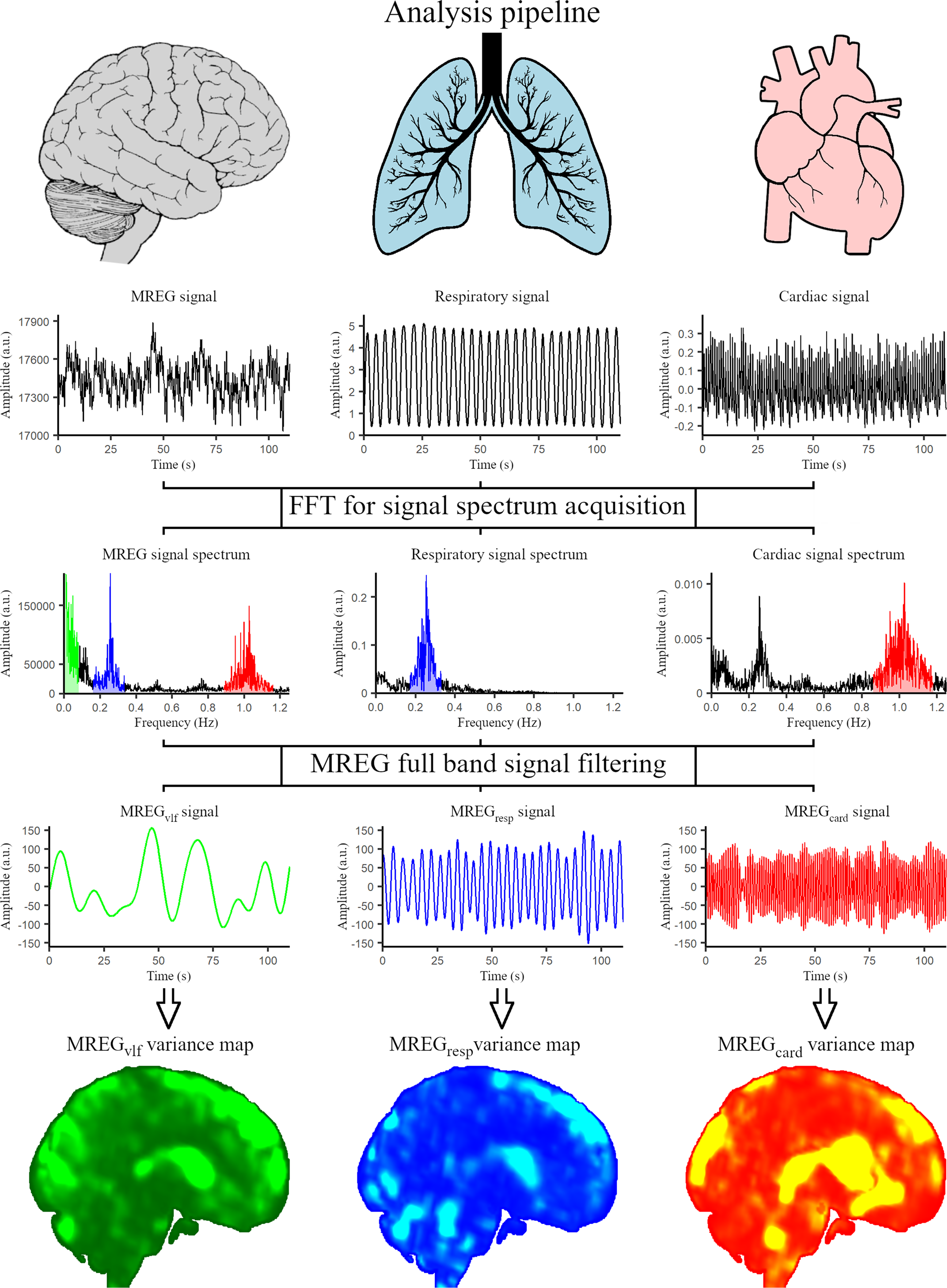 Increased very low frequency pulsations and decreased cardiorespiratory  pulsations suggest altered brain clearance in narcolepsy | Communications  Medicine