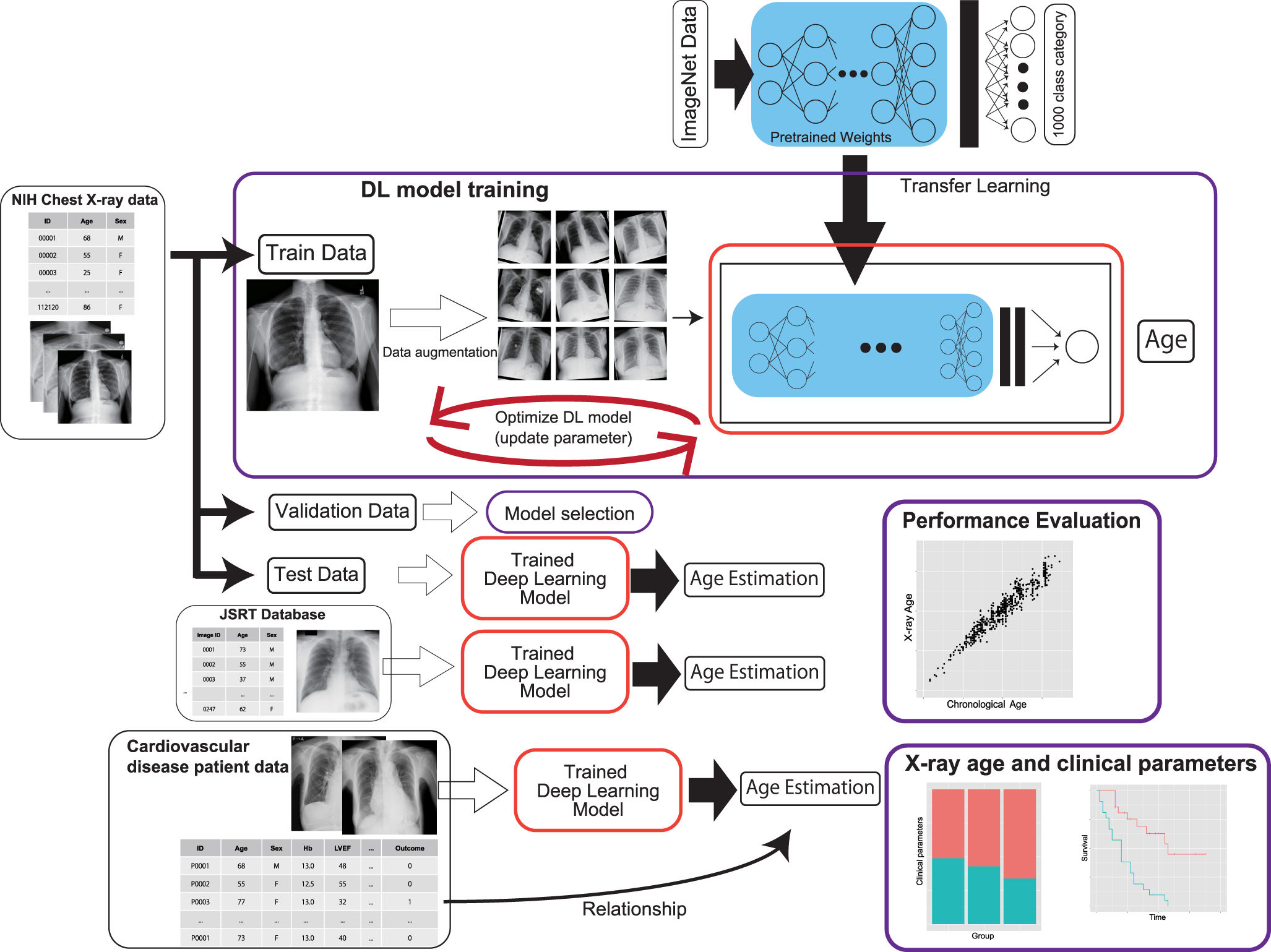 Deep learning-based age estimation from chest X-rays indicates