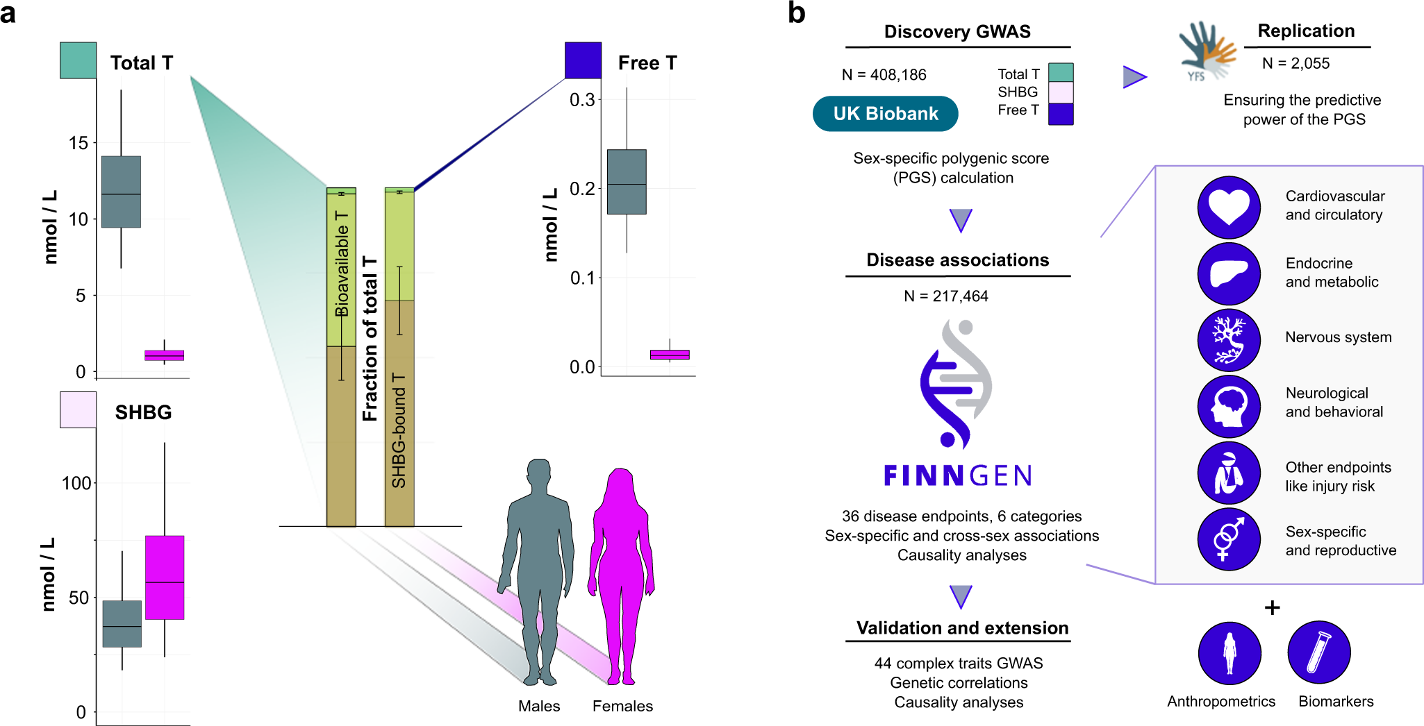 Genetic analyses implicate complex links between adult testosterone levels and health and disease Communications Medicine