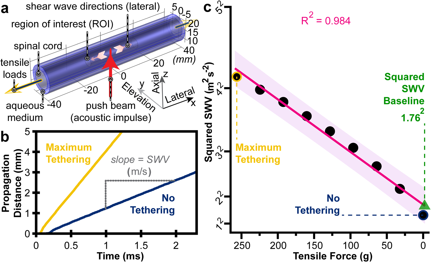 Fig. 2: A finite element simulation of SWV in the spinal cord under incremental tensile loads.