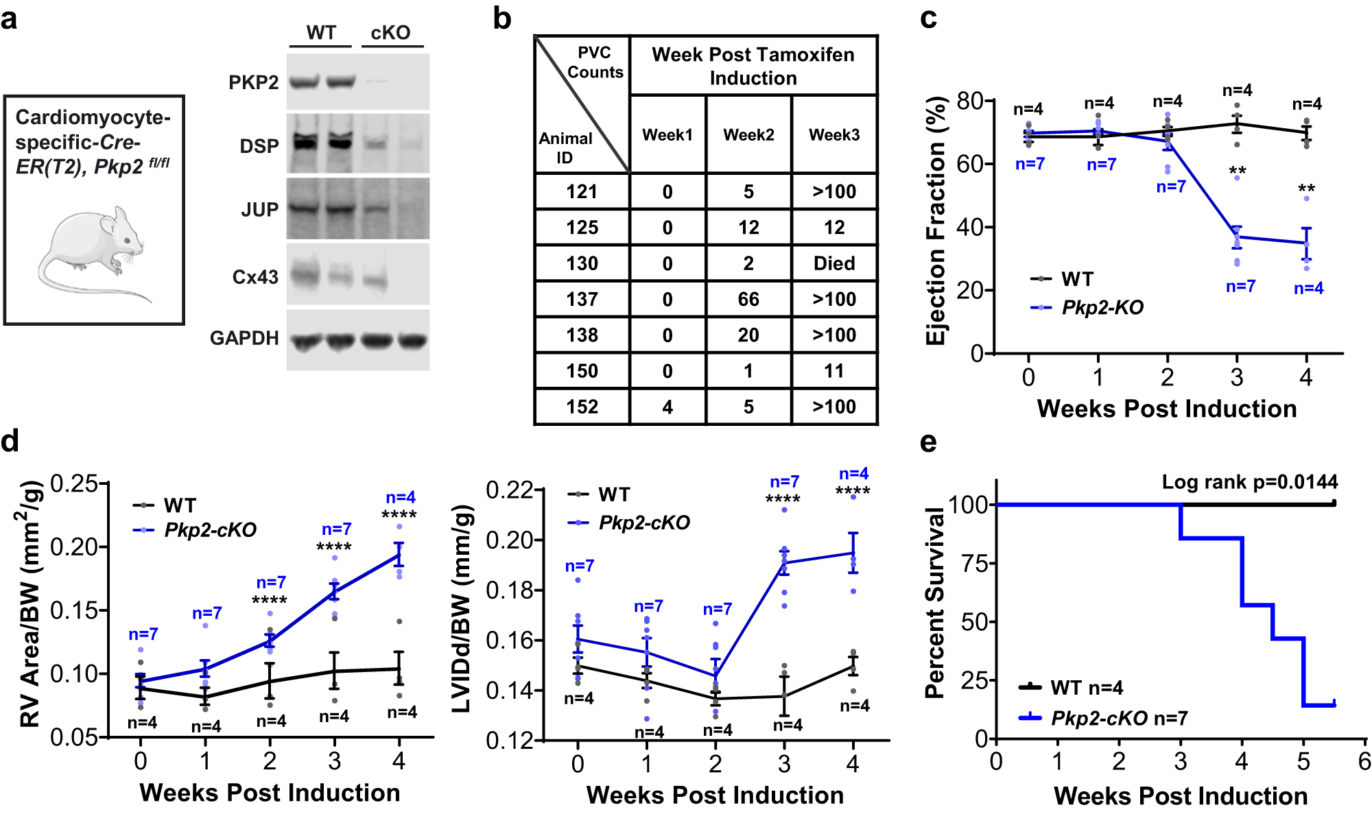Fig. 3: Pkp2-cKO ARVC mouse model recapitulated the majority of human ARVC clinical manifestations.