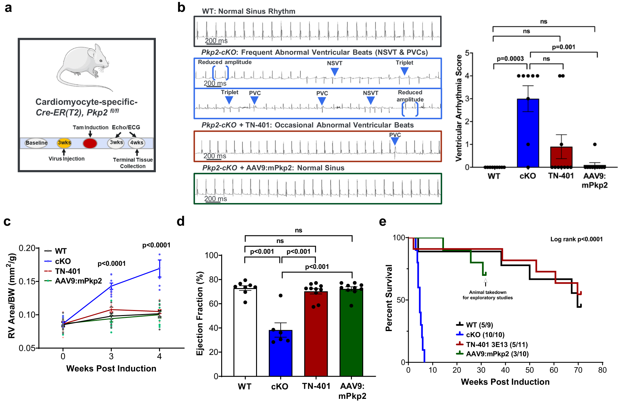 Fig. 4: An early and single dose of AAV9:PKP2 significantly reduced arrhythmias, improved cardiac function, and prolonged median lifespan to ≥ 58 weeks post AAV administration.