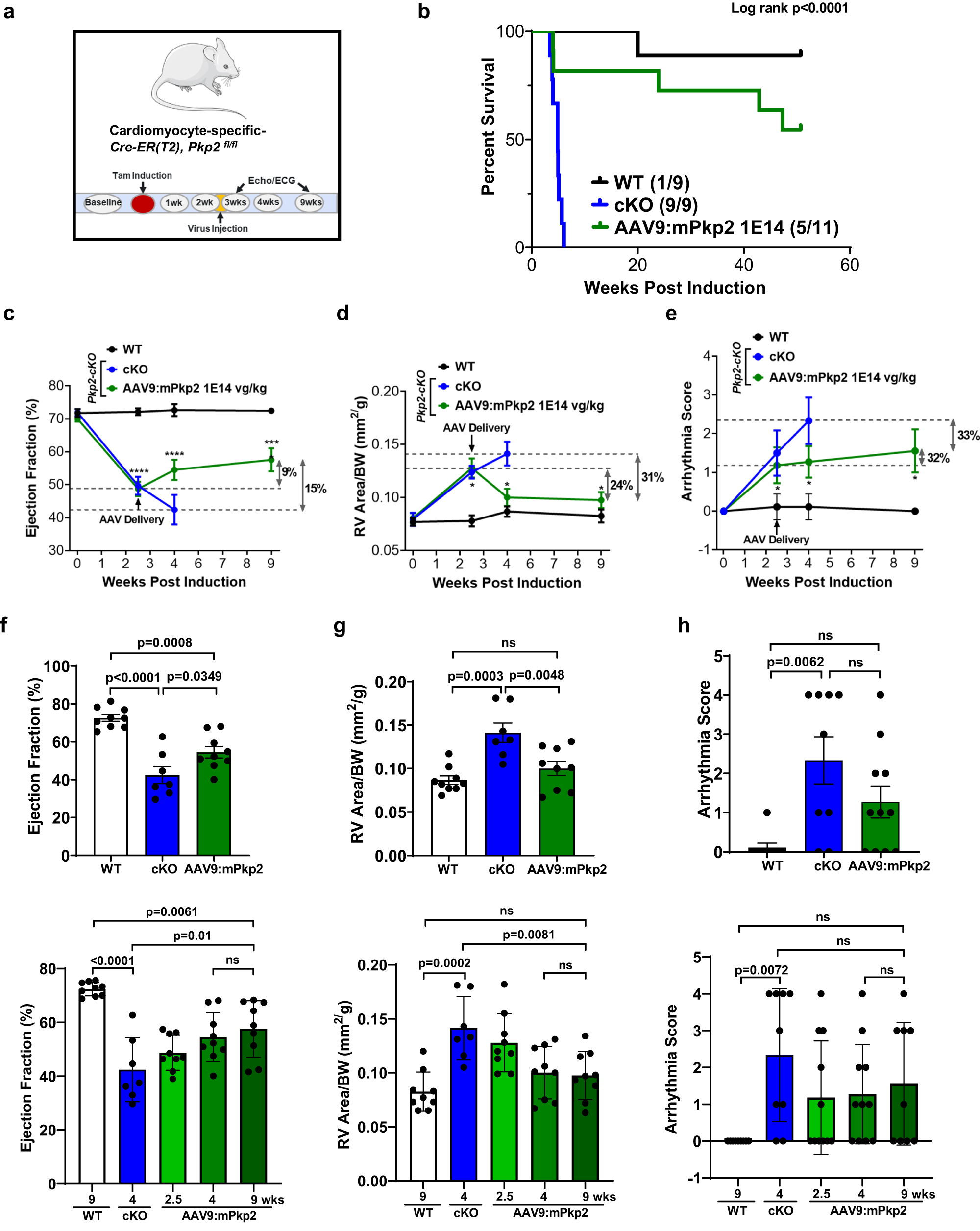 Fig. 6: A single dose of AAV9:mPkp2 after overt cardiomyopathy halted disease progression via reversed adverse right ventricular remodeling, improved LV function, a trending reduction in arrhythmias, and reduced mortality.