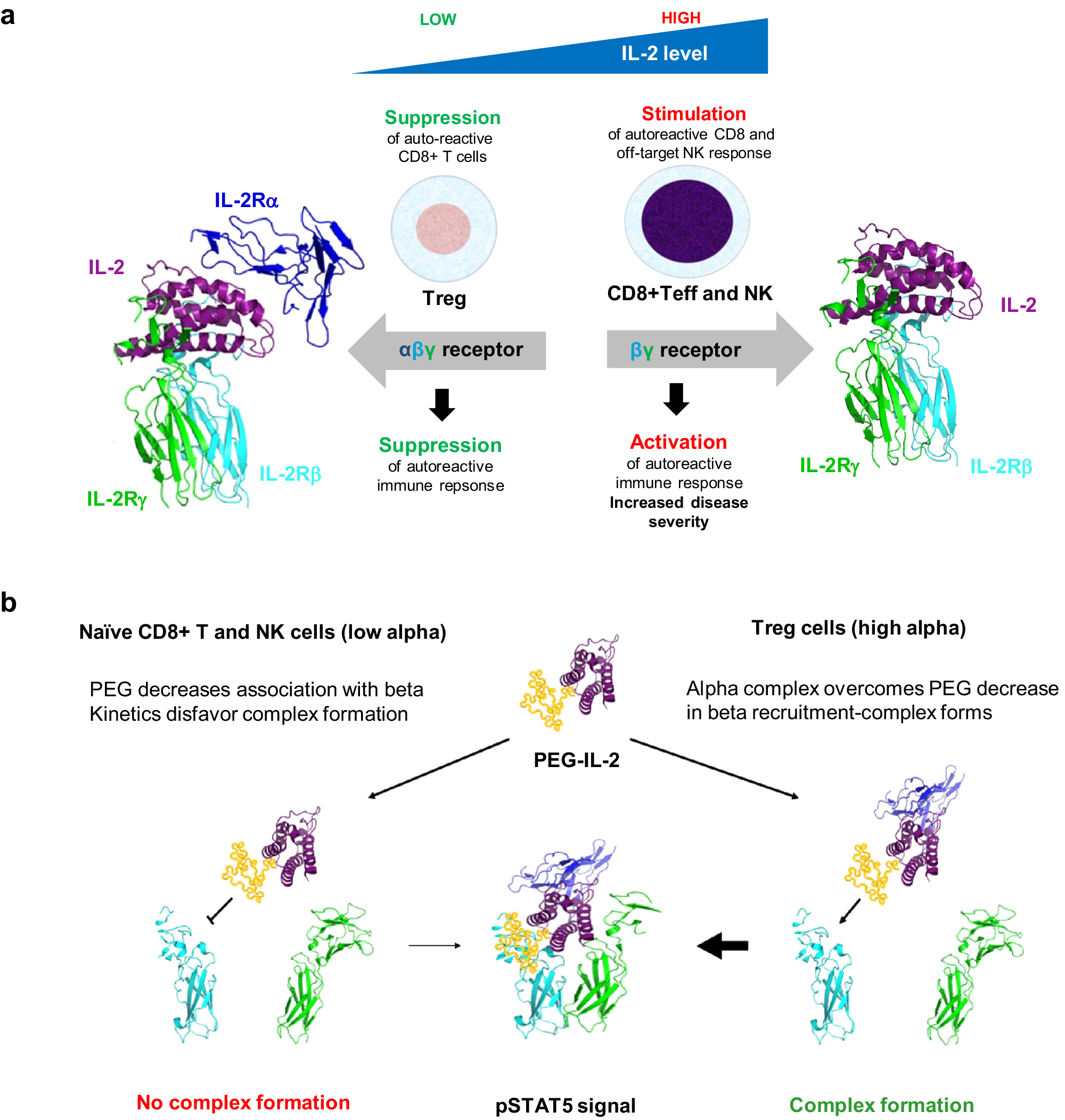 Fig. 1: Overview of IL-2 related Treg biology and therapeutic hypothesis of an IL-2Rα biased IL-2 for Treg expansion and activation.
