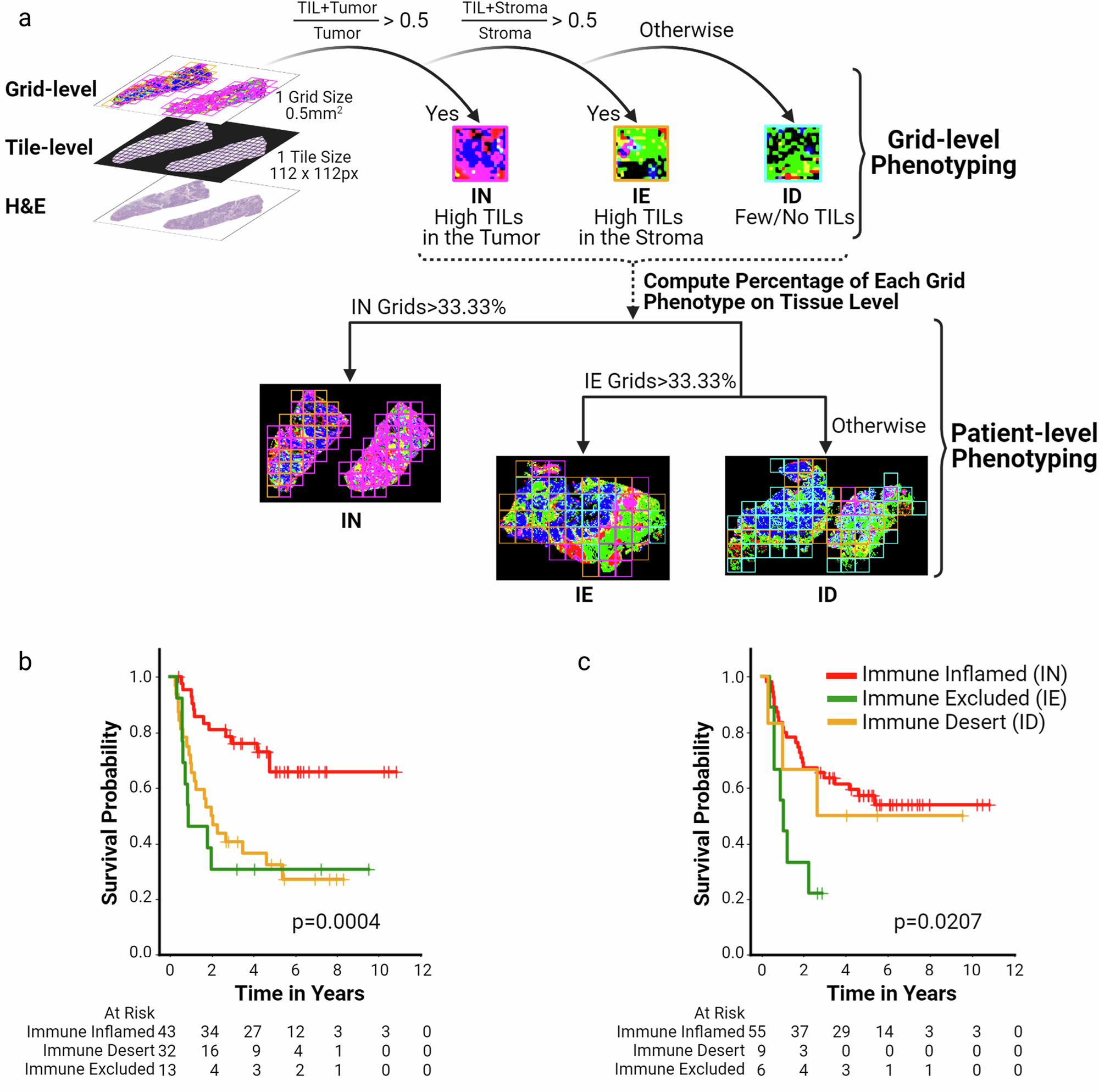 Fig. 2: Immune phenotyping of H&E and survival analysis.