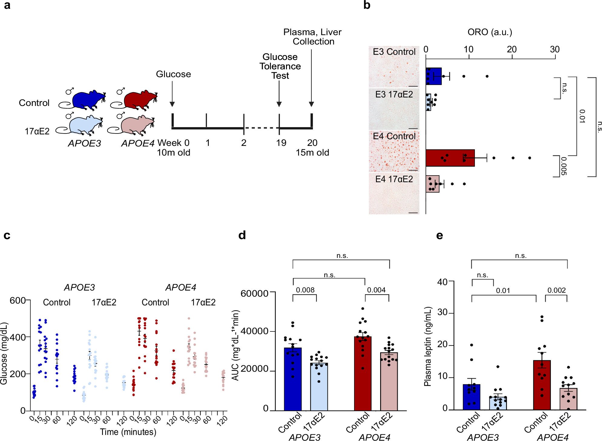 Fig. 3: 17α-Estradiol improves metabolic outcomes middle-aged APOE3 and APOE4 targeted-replacement mice.