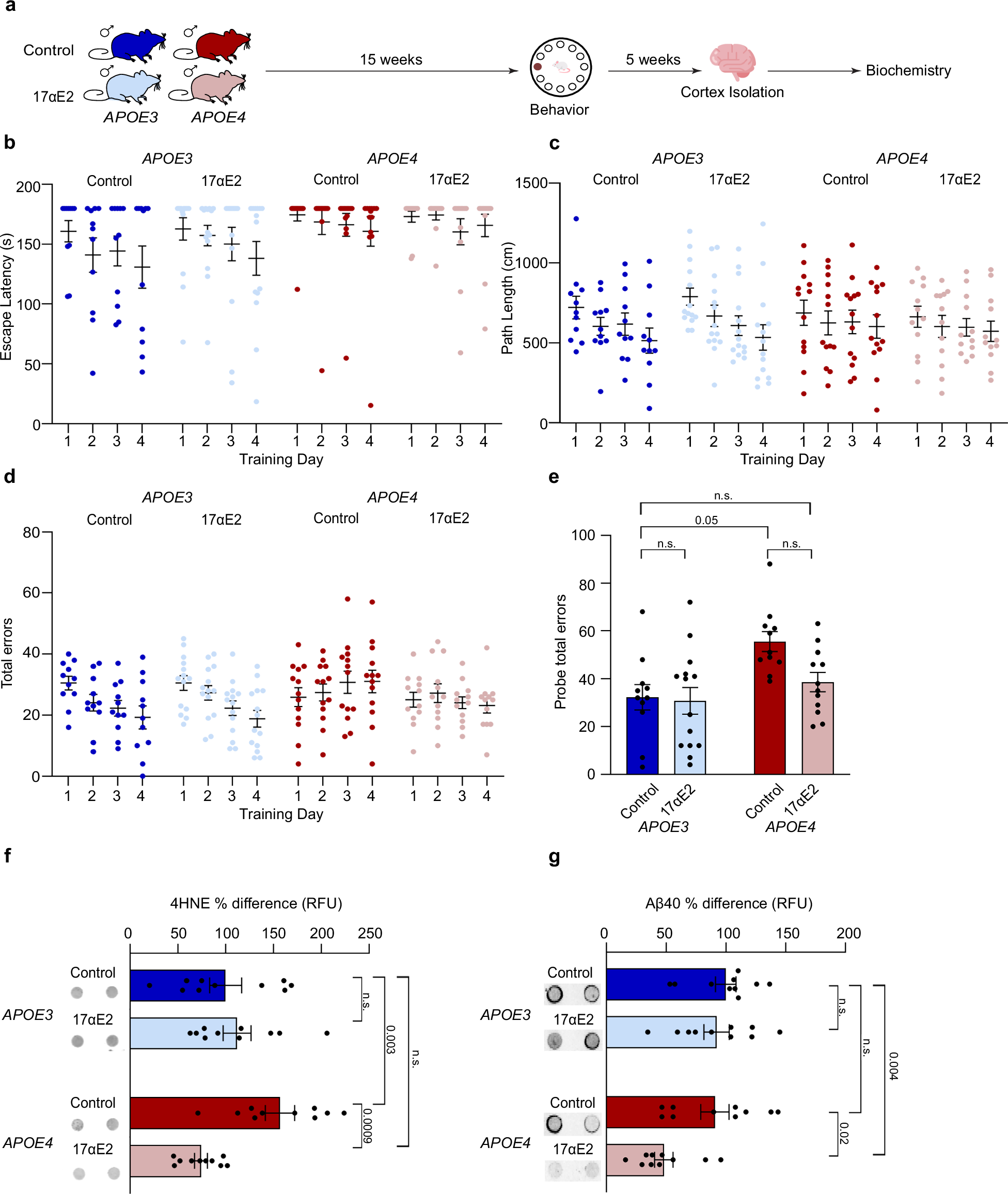 Fig. 6: 17α-Estradiol yields greater neural benefits in APOE4 mice than APOE3 mice.