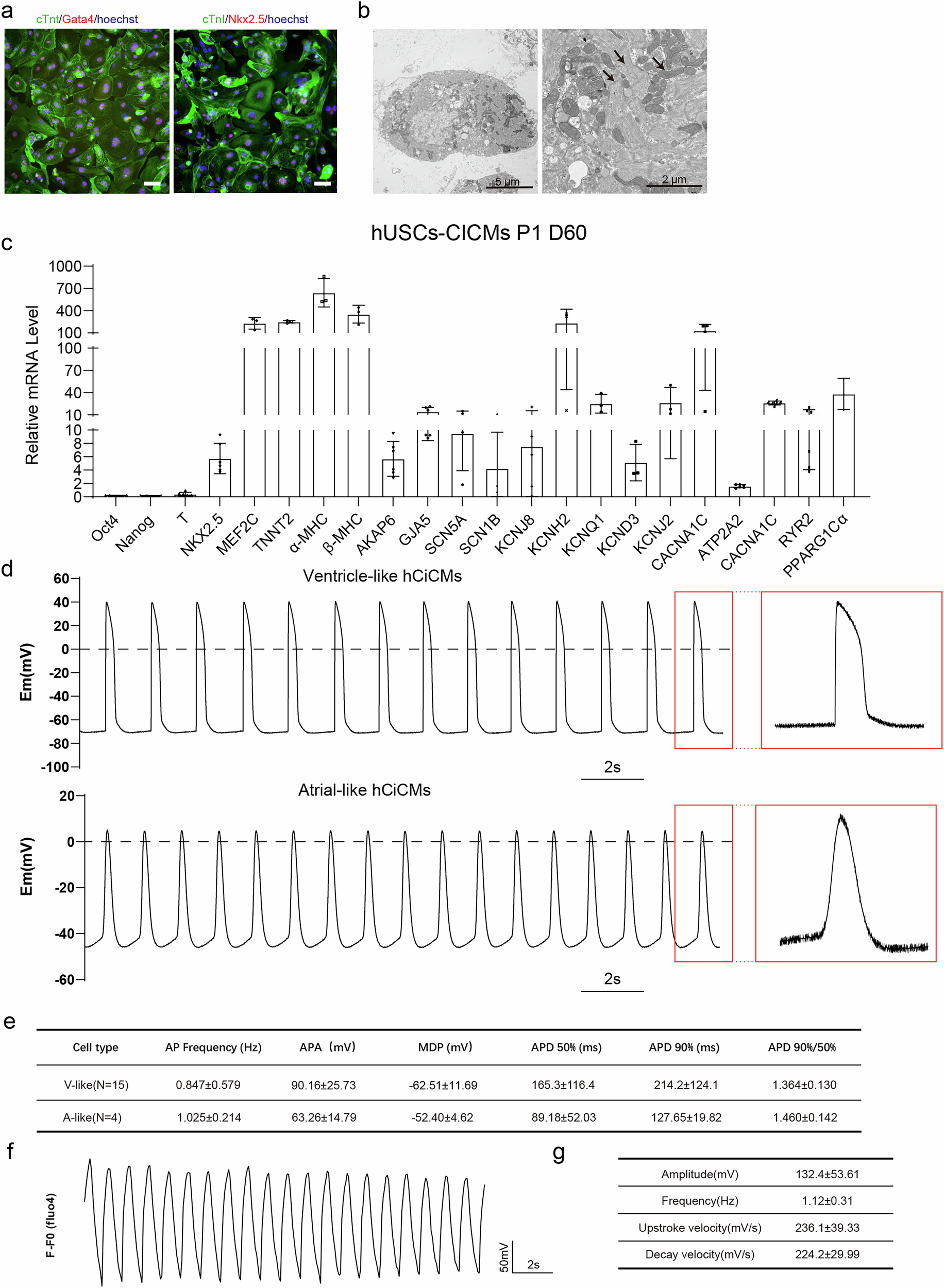 Fig. 2: Structural and functional characterizations of hCiCMs.
