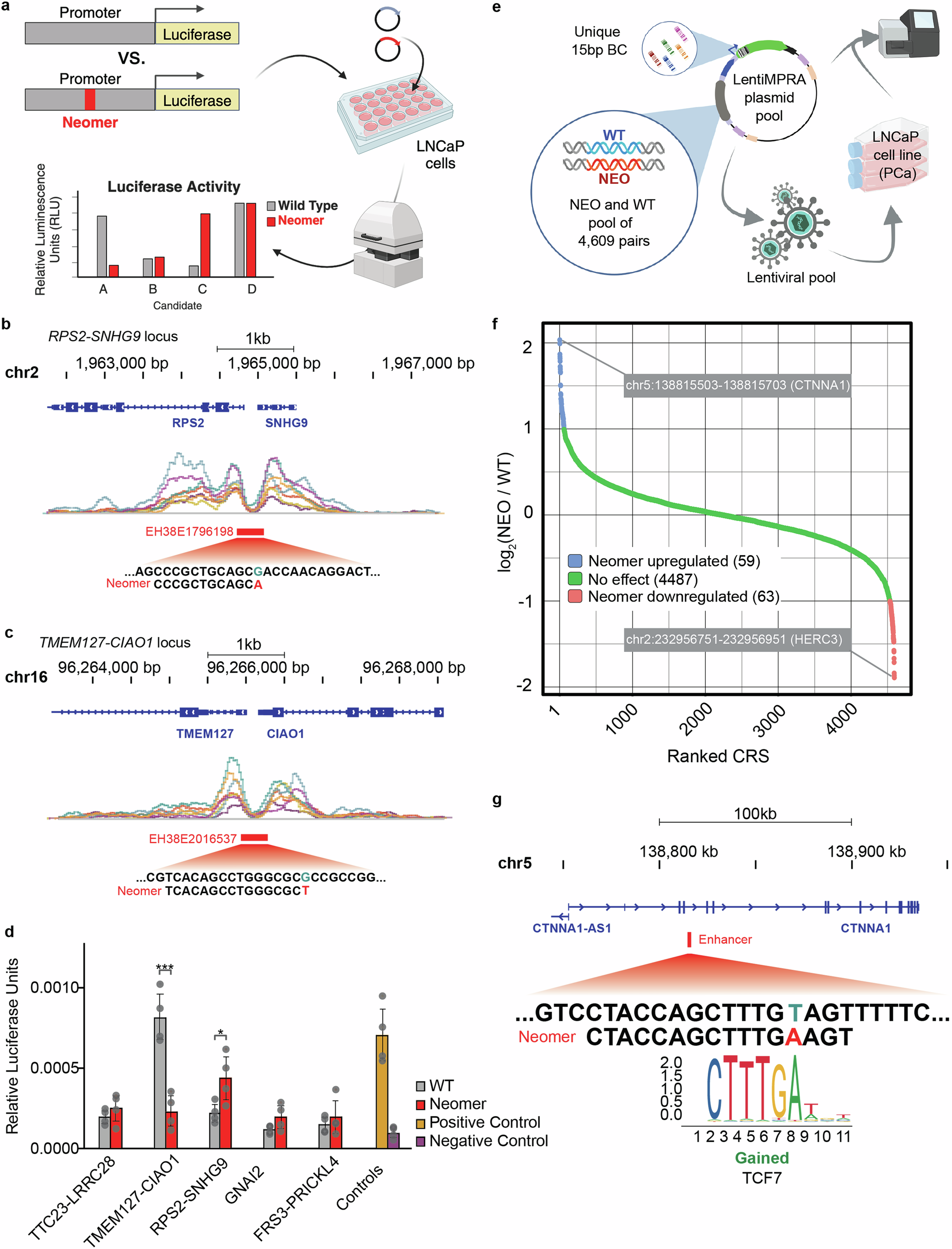 Fig. 4: Neomers alter the activity of gene regulatory elements.